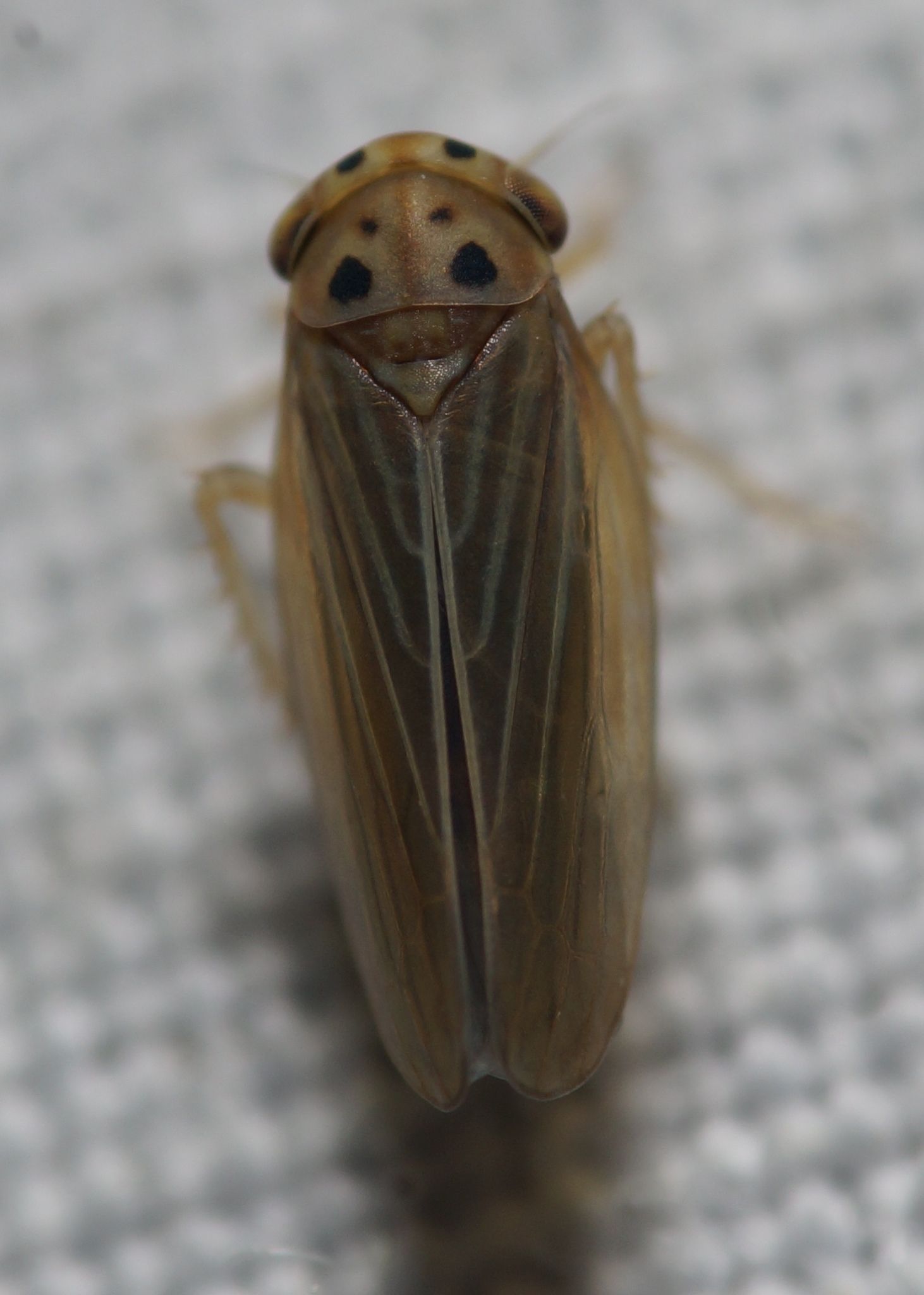 Agallia modesta