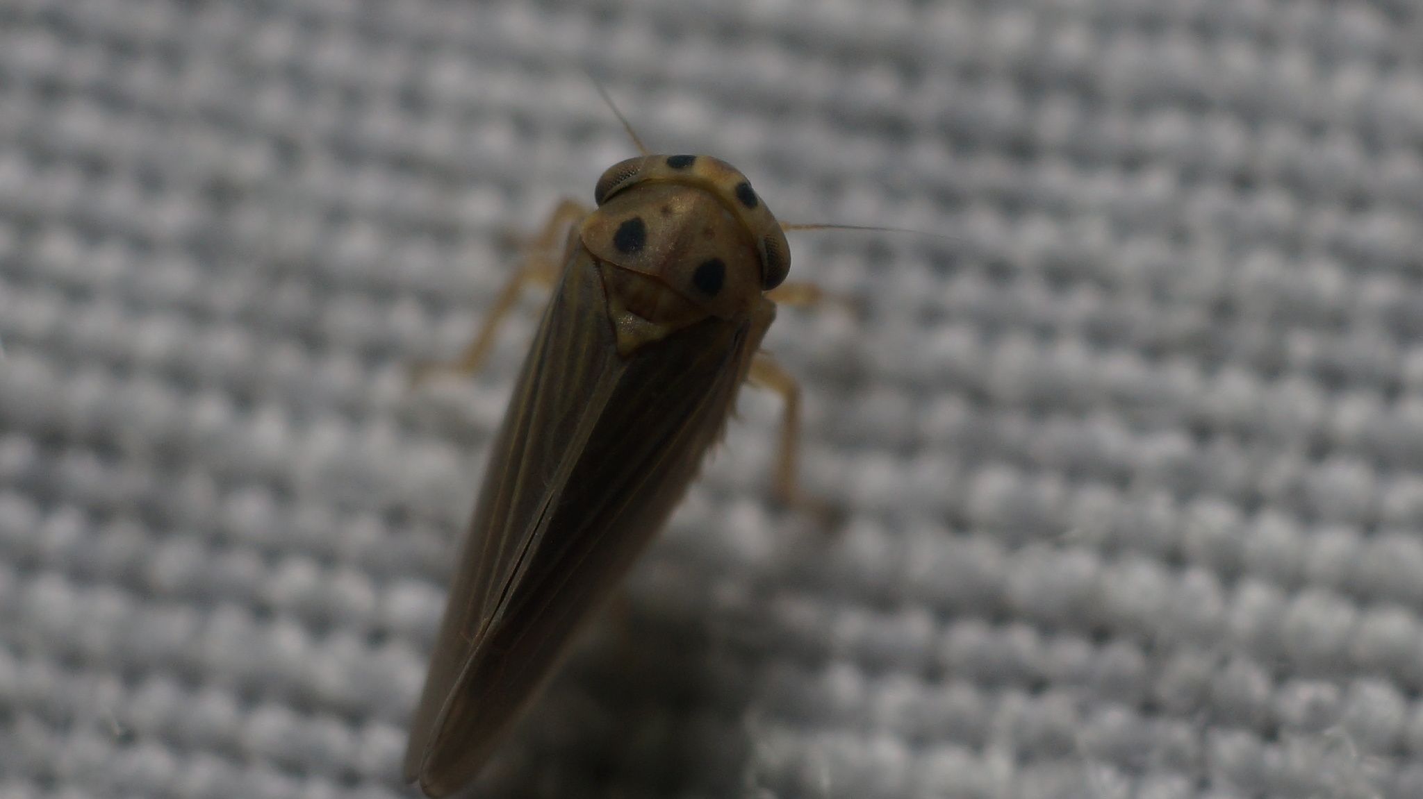 Agallia modesta