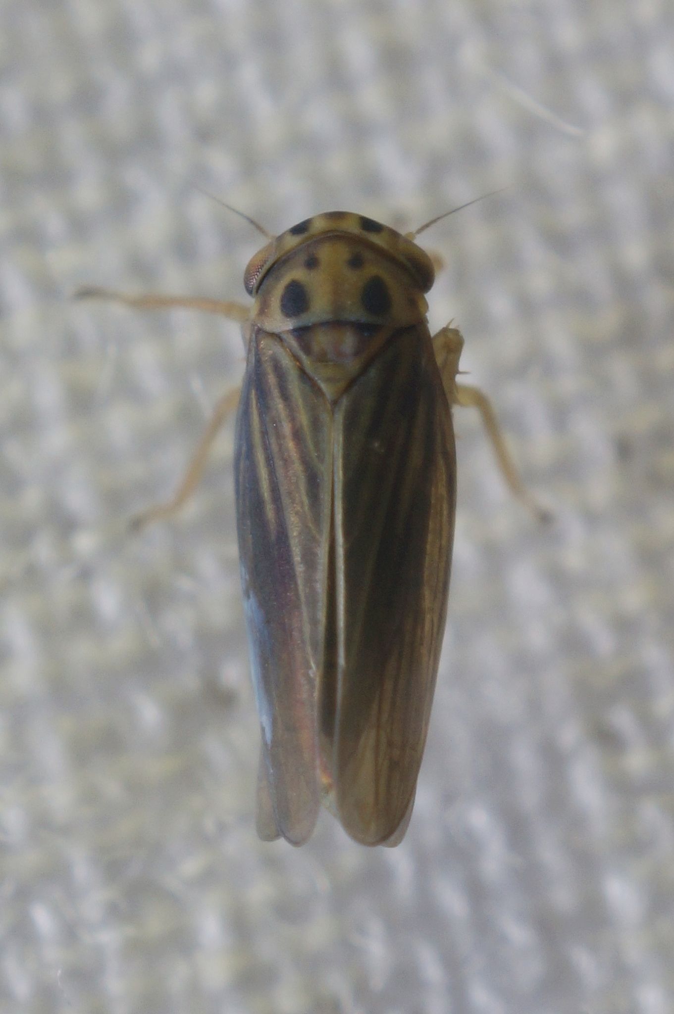 Agallia modesta