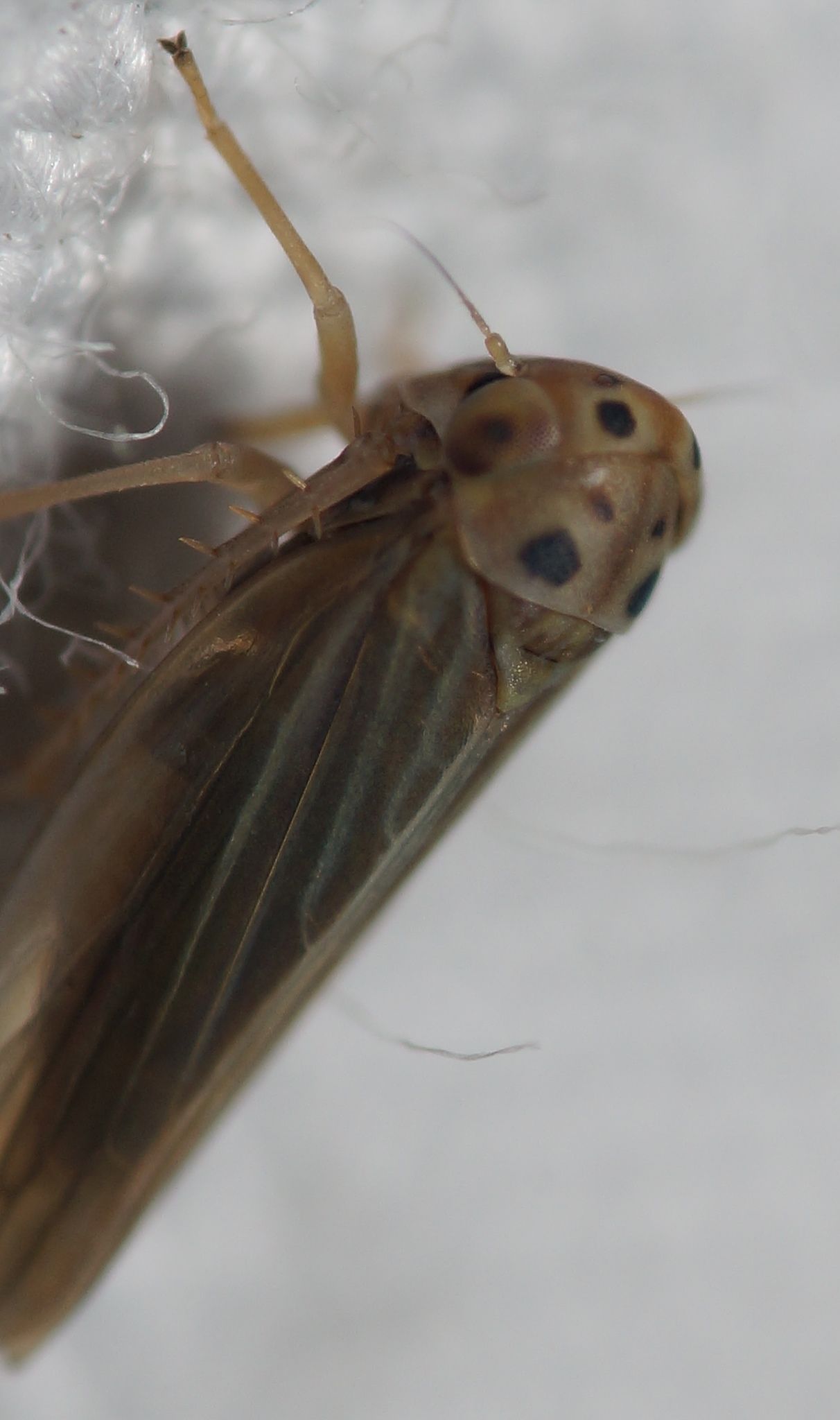 Agallia modesta