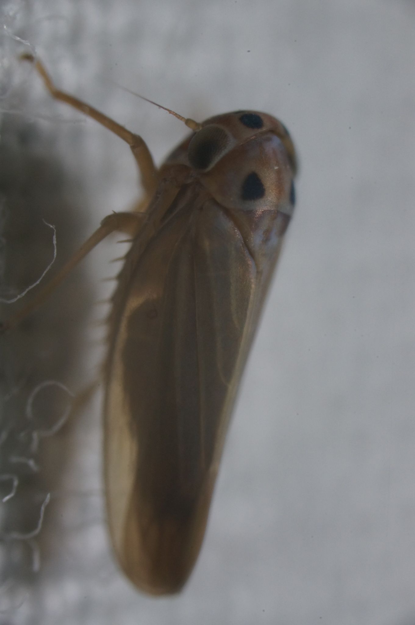 Agallia modesta