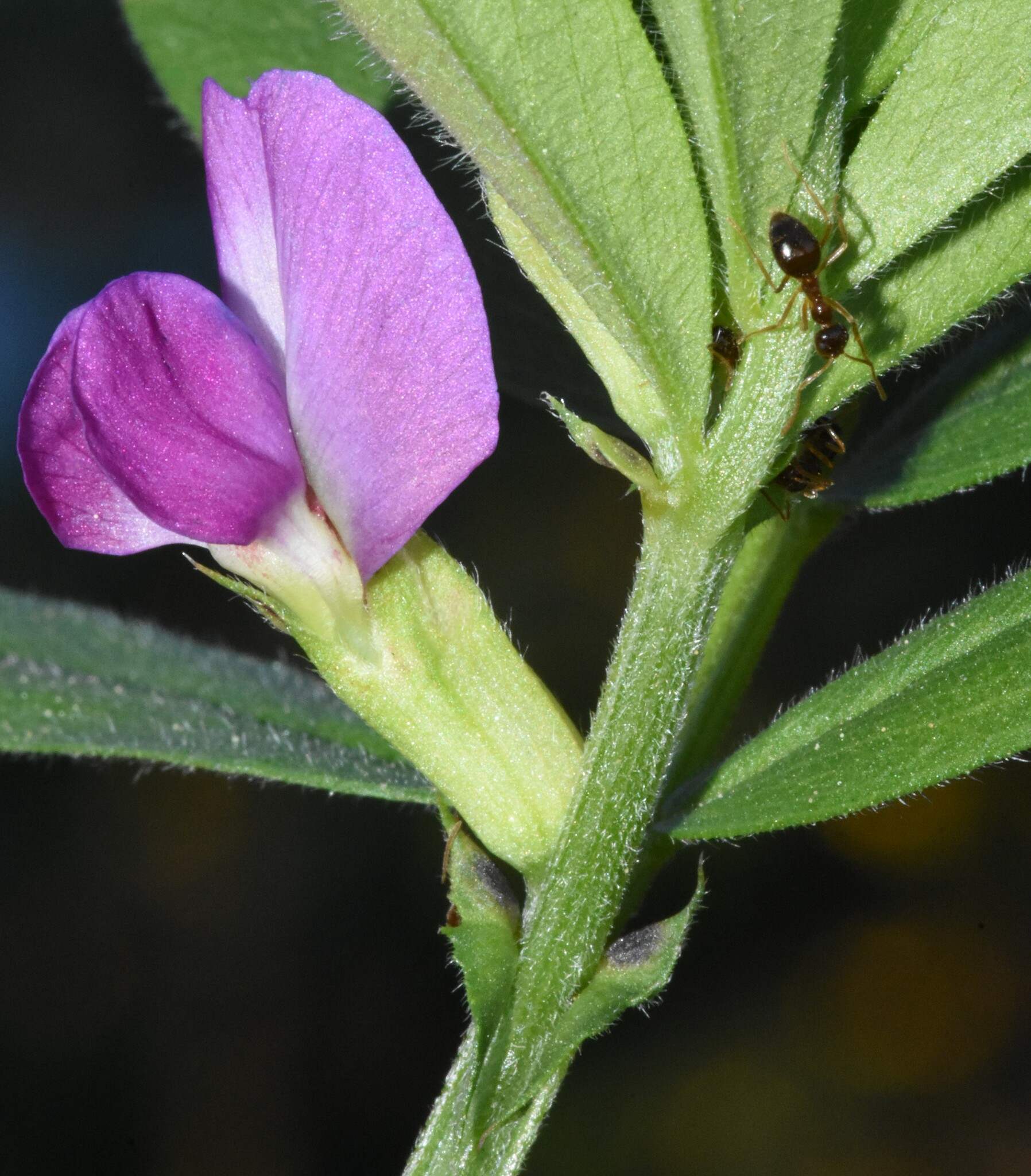 Vicia sativa