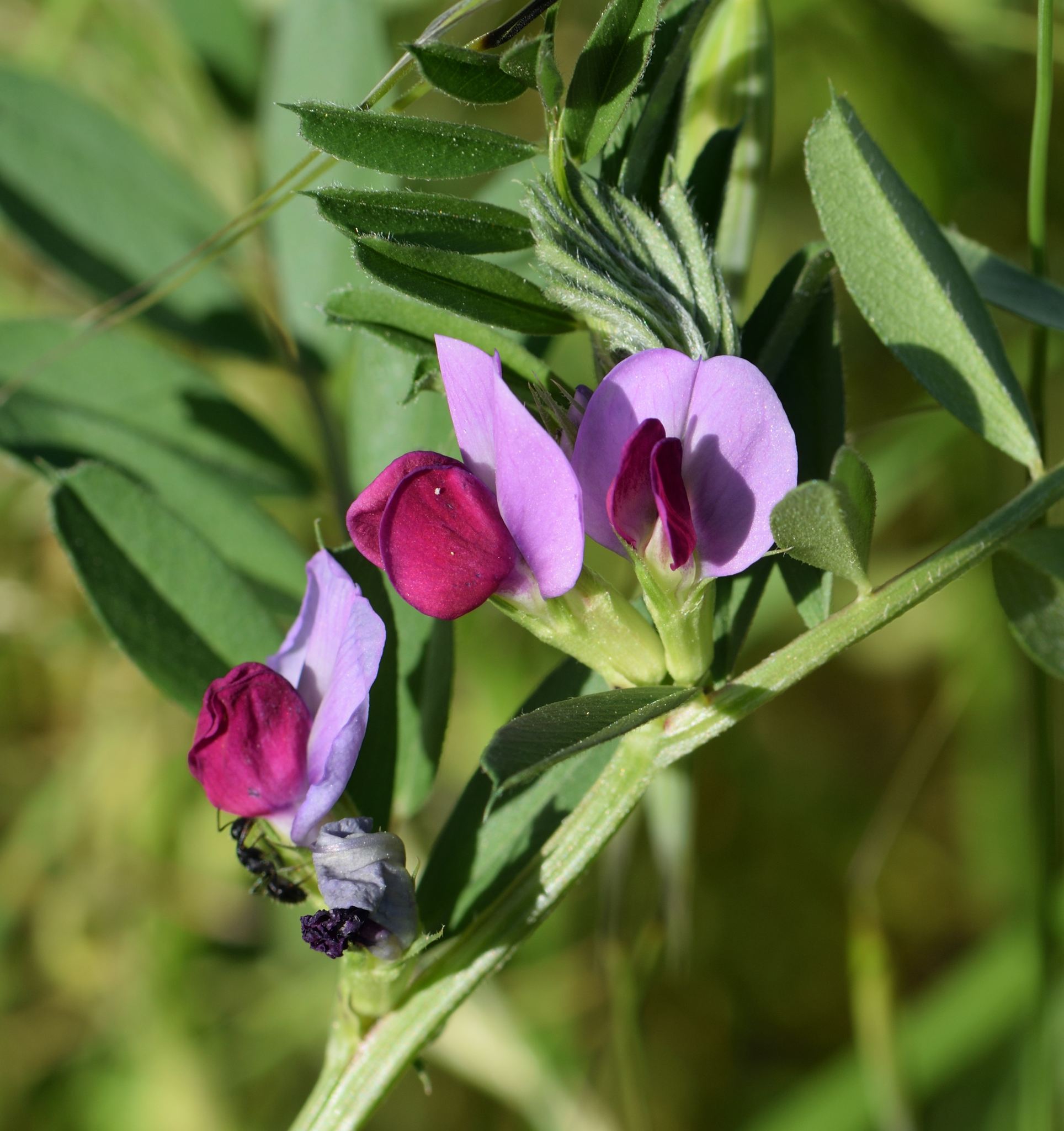 Vicia sativa