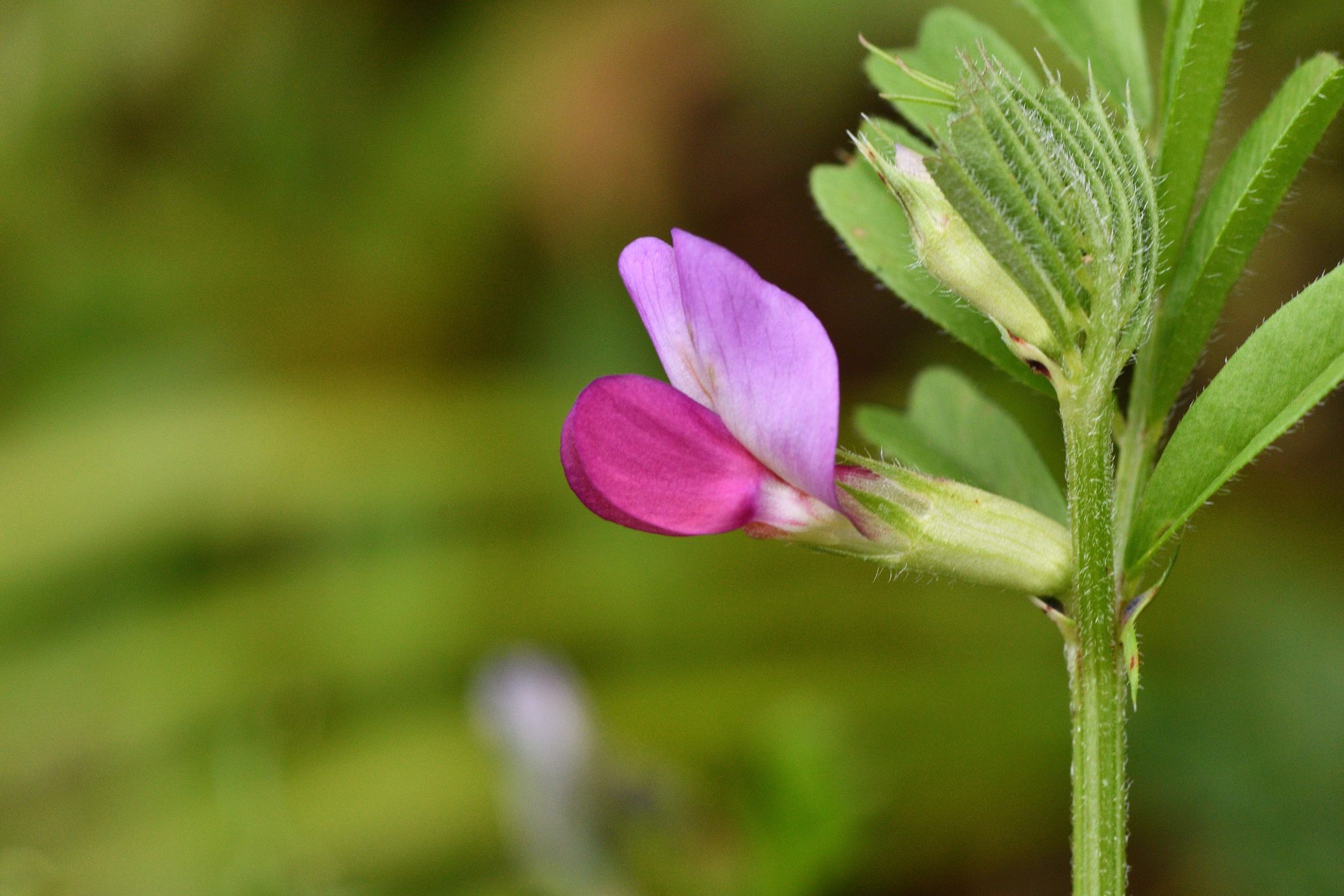 Vicia sativa