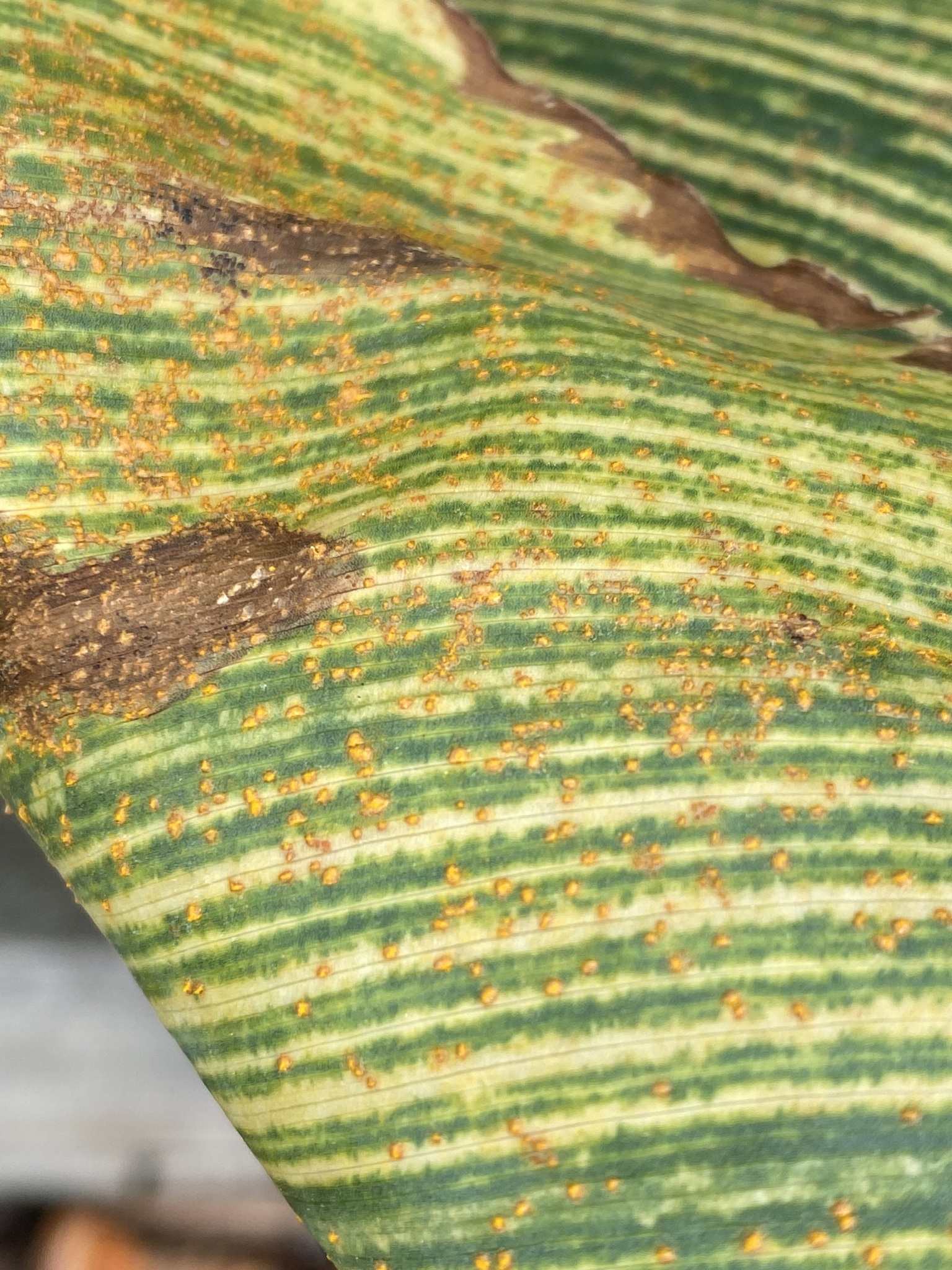 Puccinia thaliae