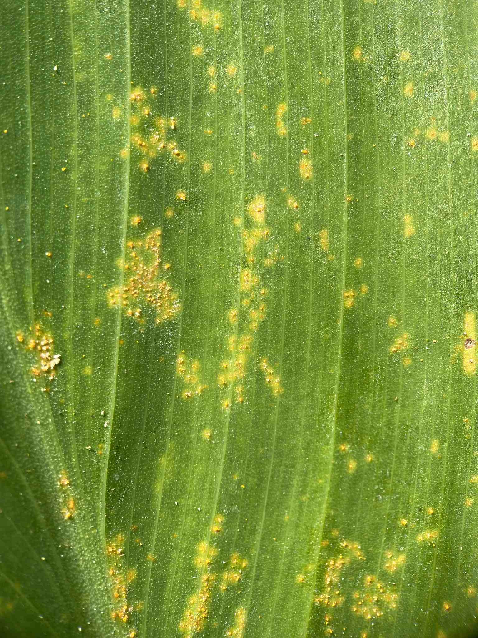 Puccinia thaliae