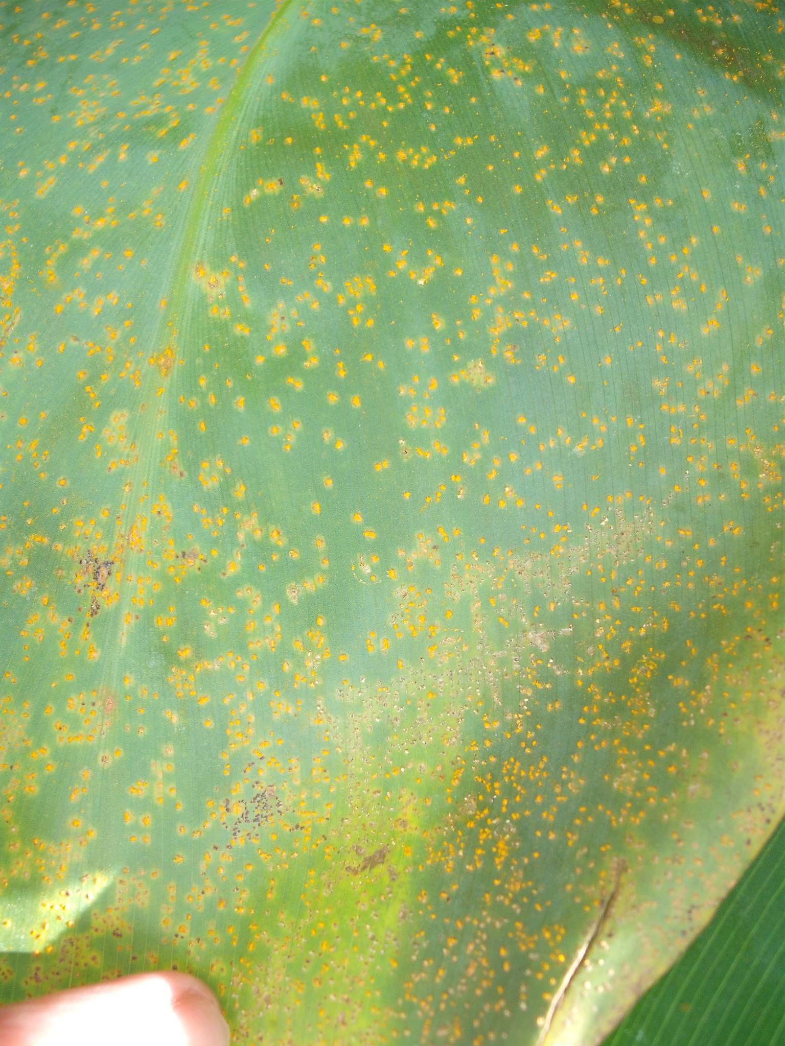 Puccinia thaliae
