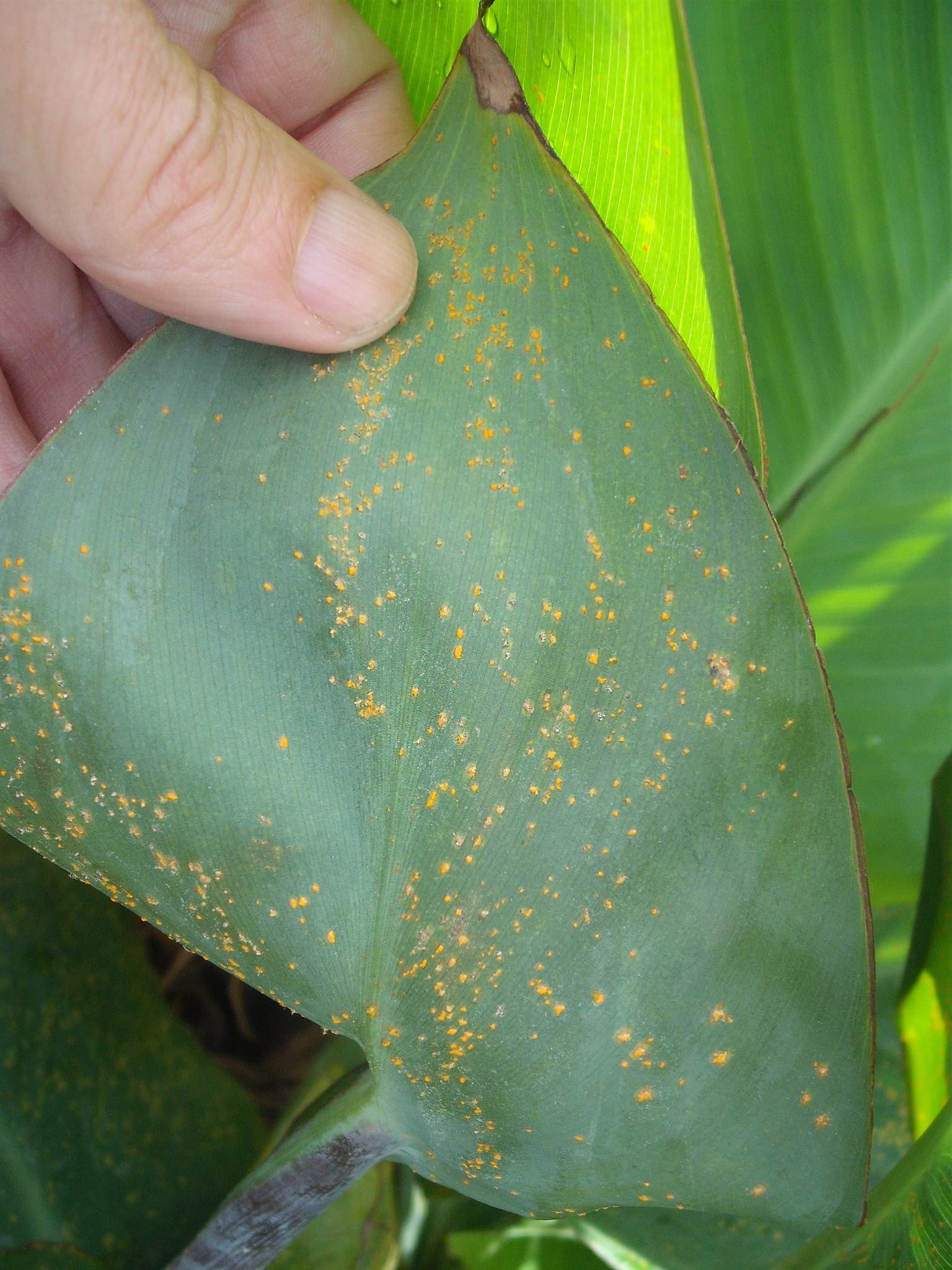 Puccinia thaliae