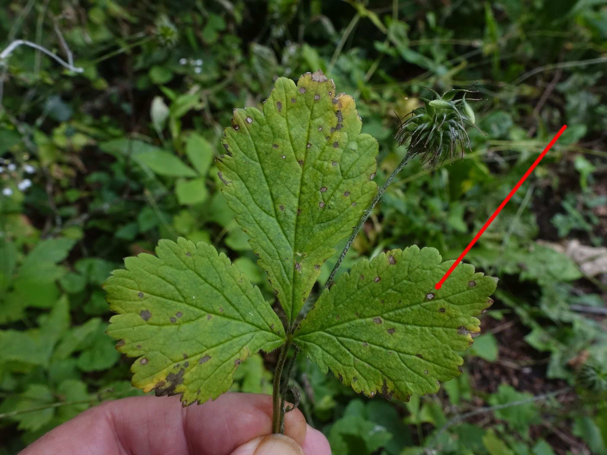 Gnomoniopsis comari
