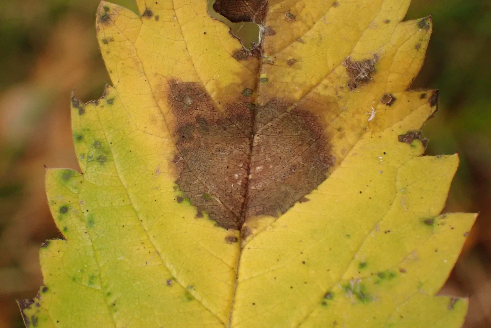 Gnomoniopsis comari