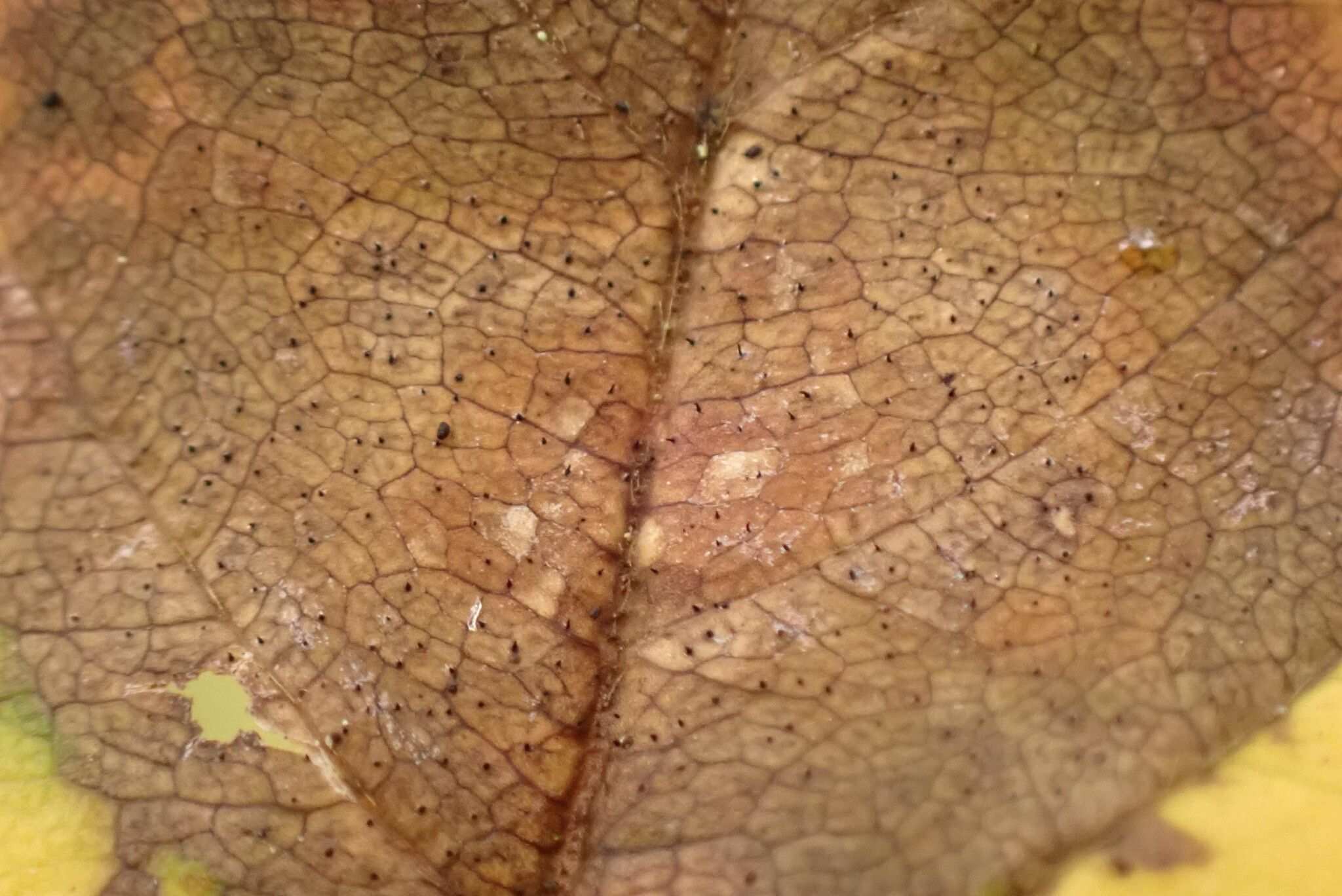 Gnomoniopsis comari