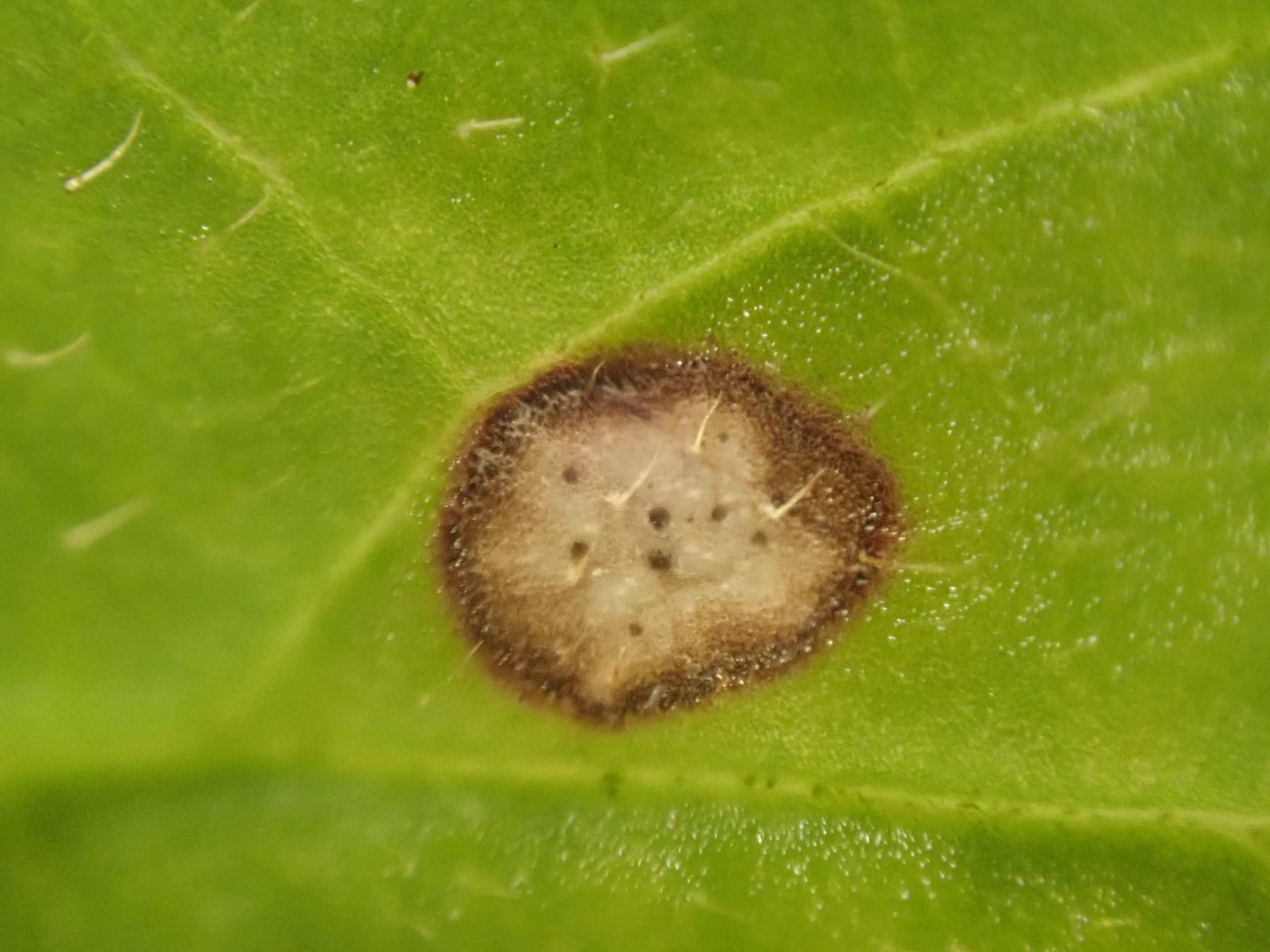 Gnomoniopsis comari