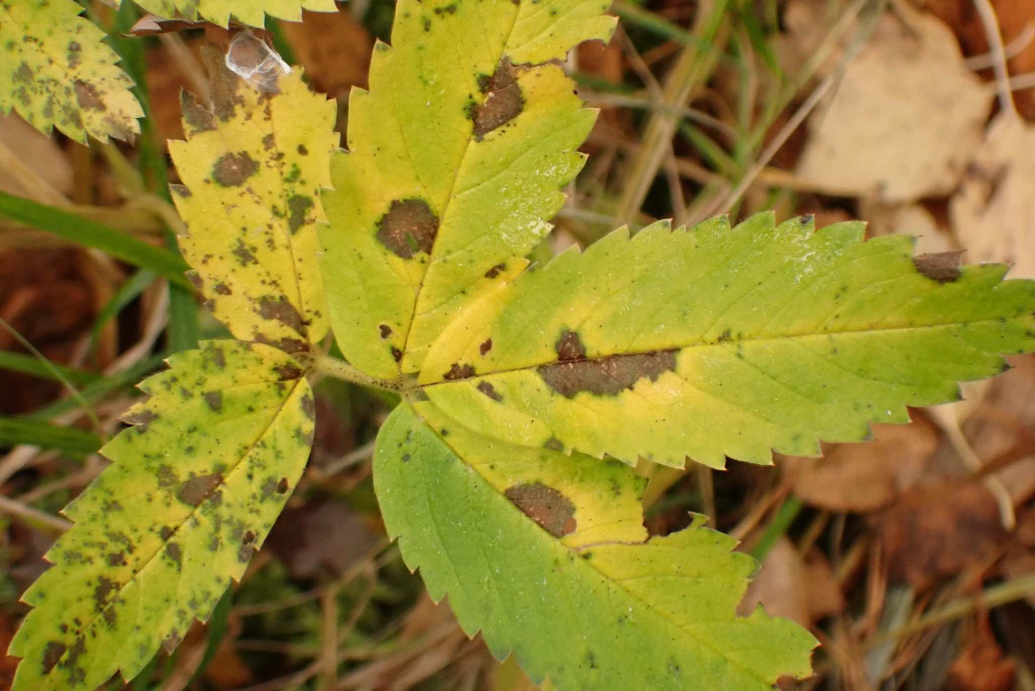 Gnomoniopsis comari