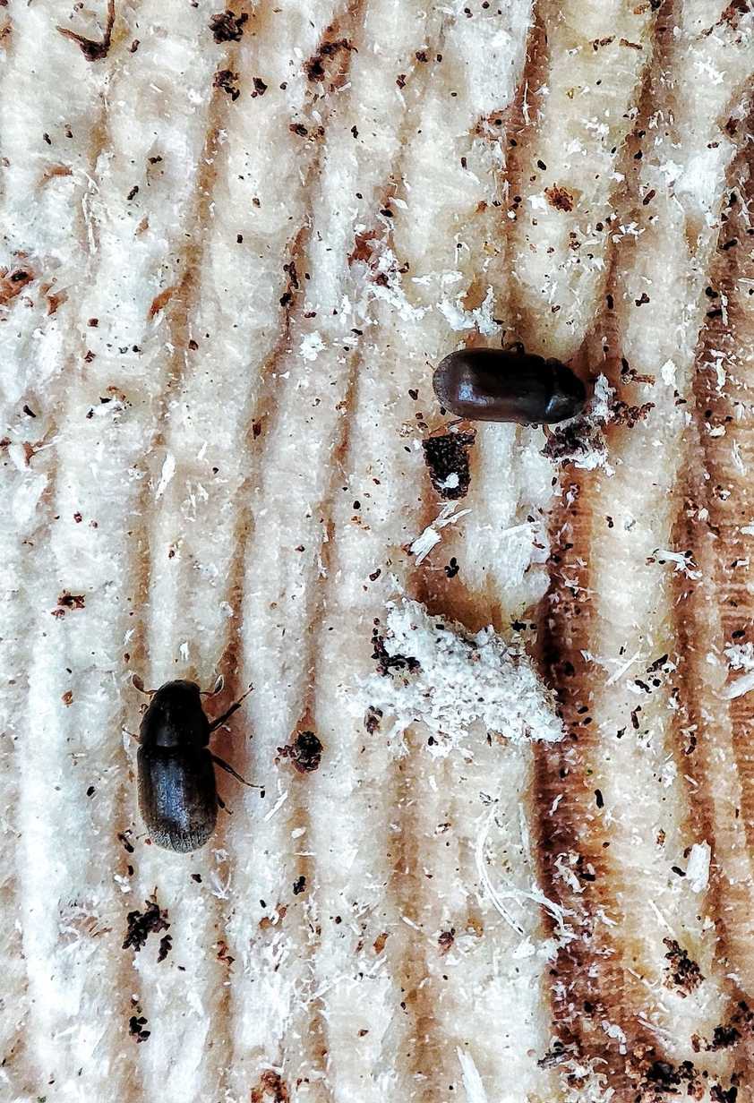 Polygraphus proximus