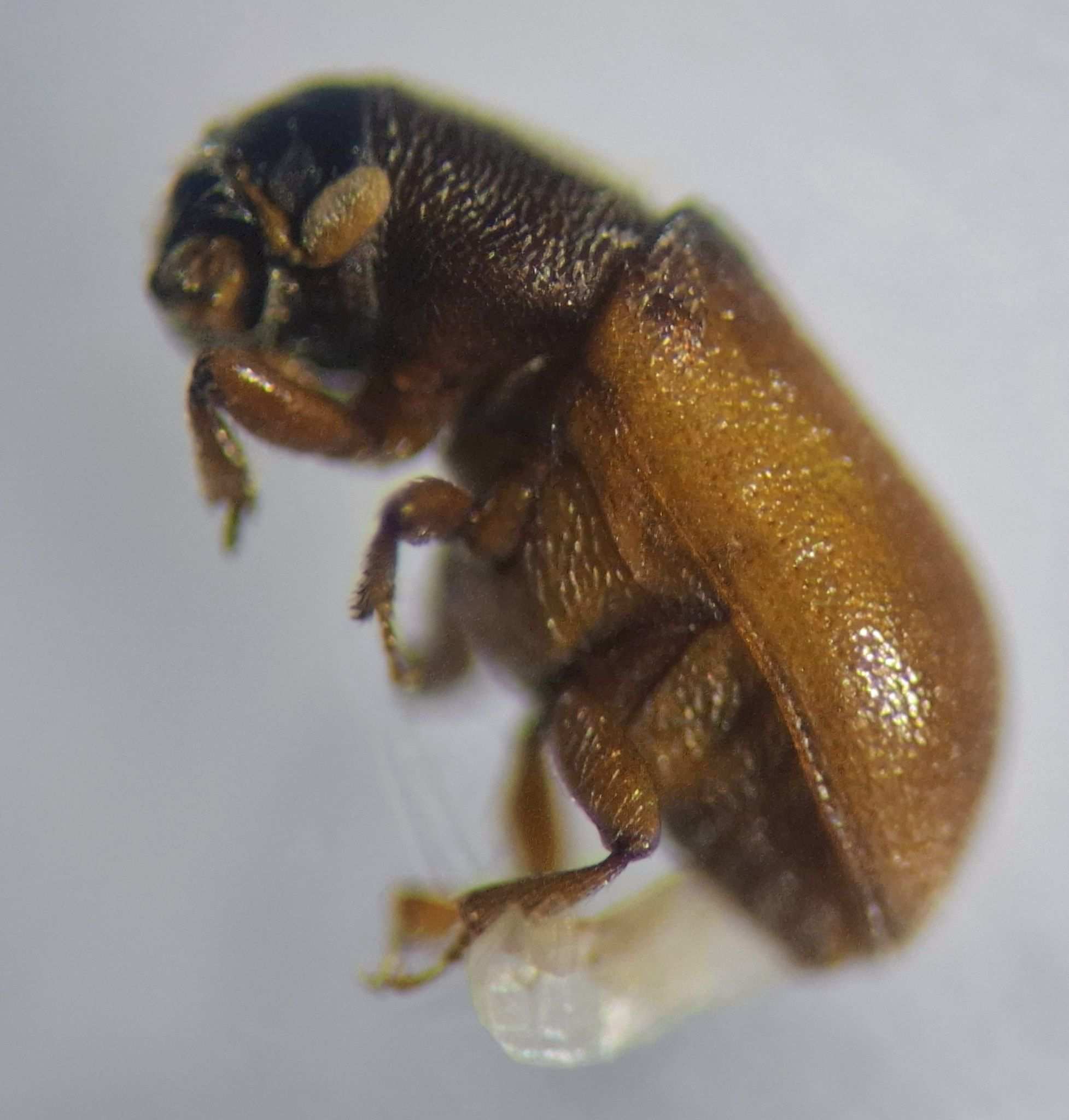 Polygraphus proximus