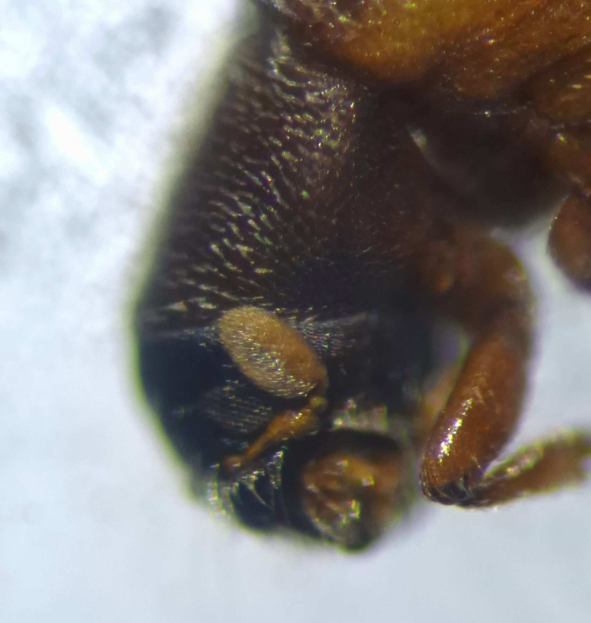 Polygraphus proximus