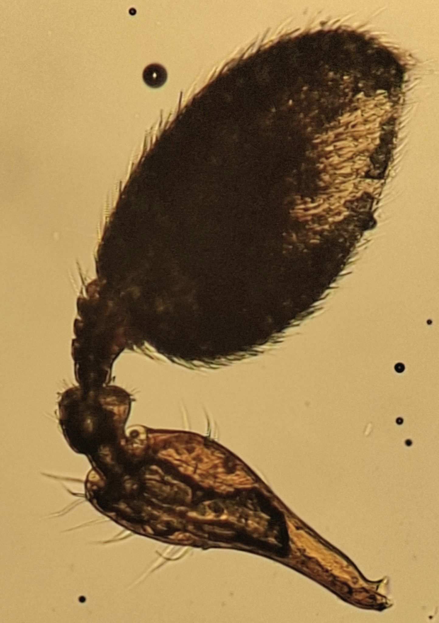 Polygraphus proximus