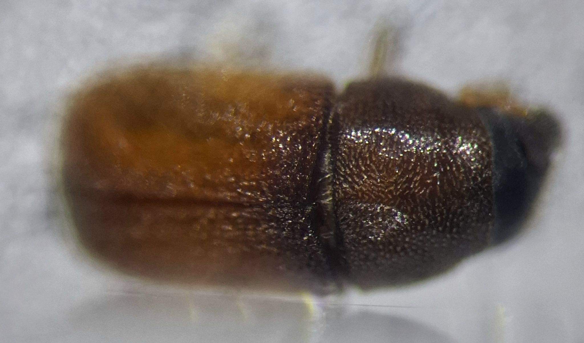 Polygraphus proximus