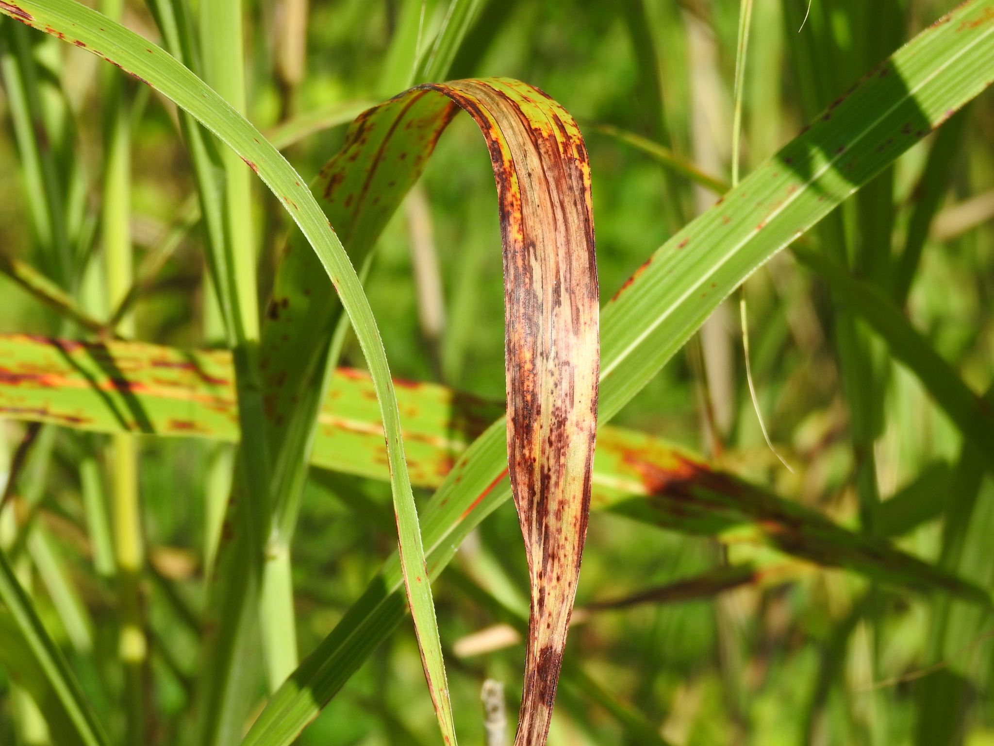 Xanthomonas vasicola