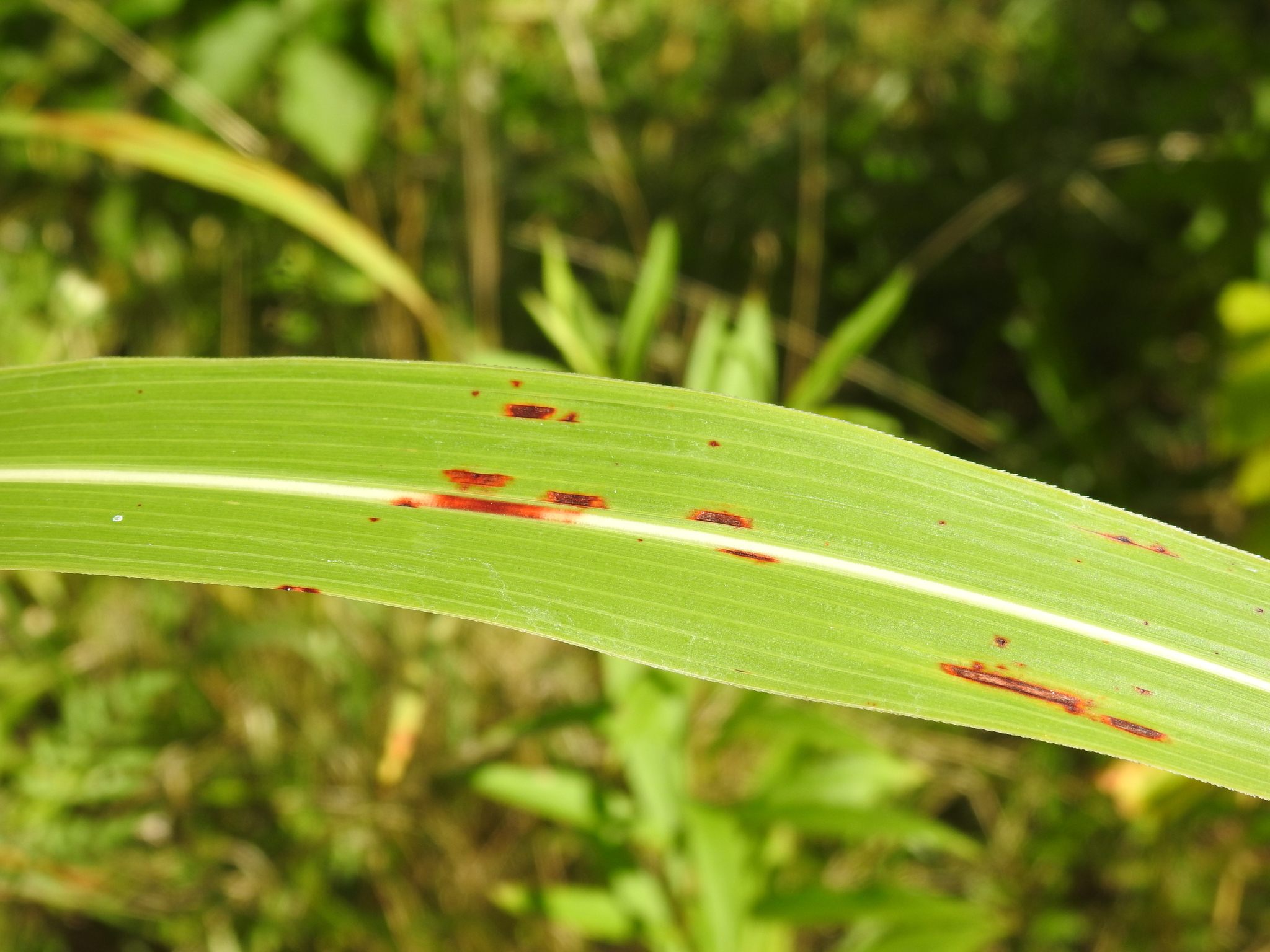 Xanthomonas vasicola