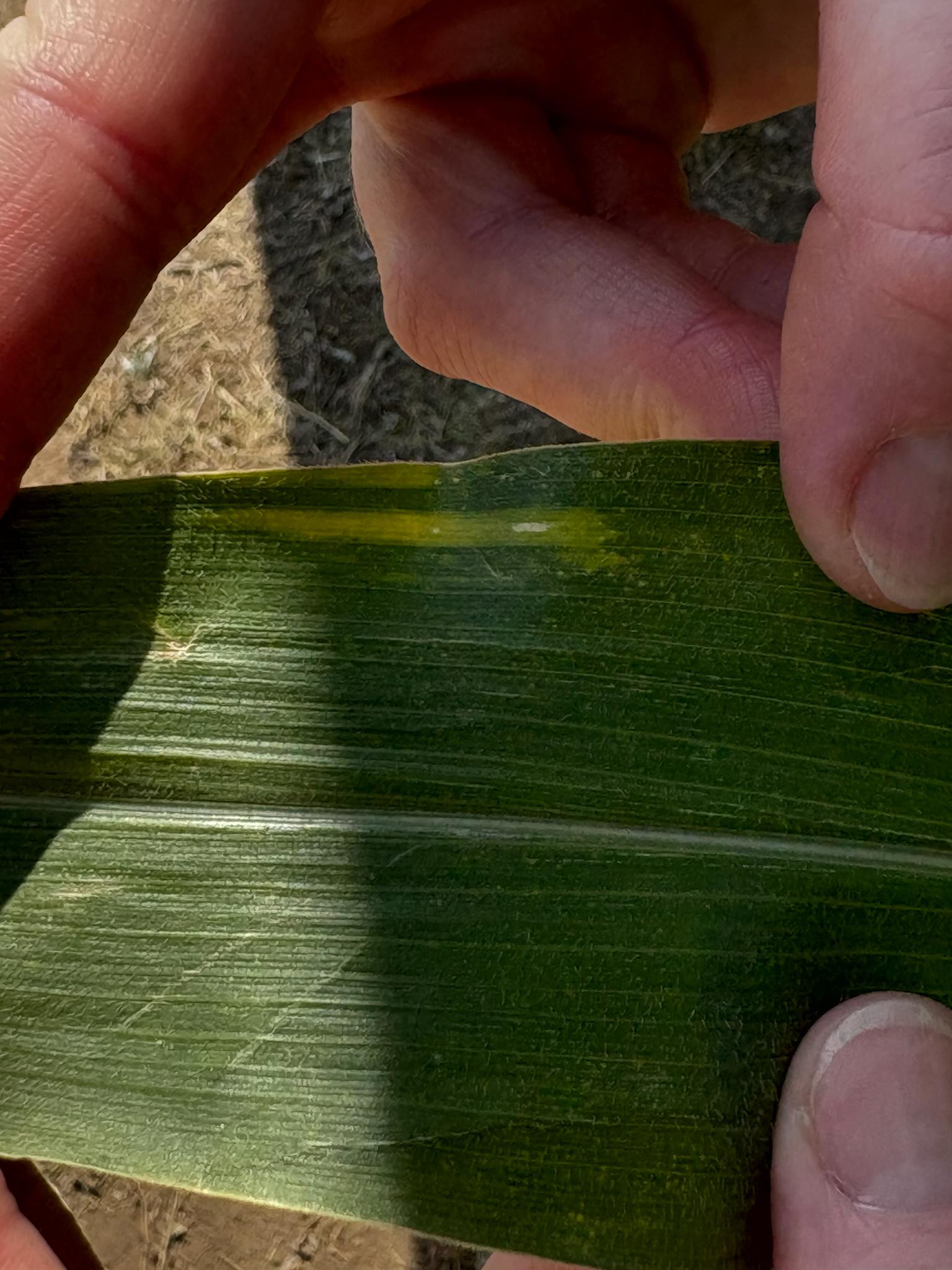 Xanthomonas vasicola