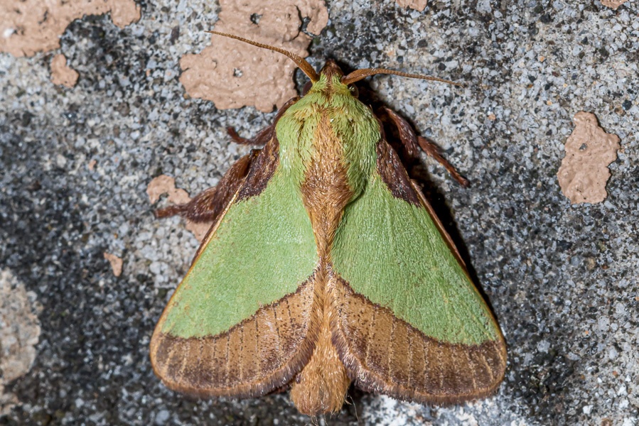 Parasa lepida