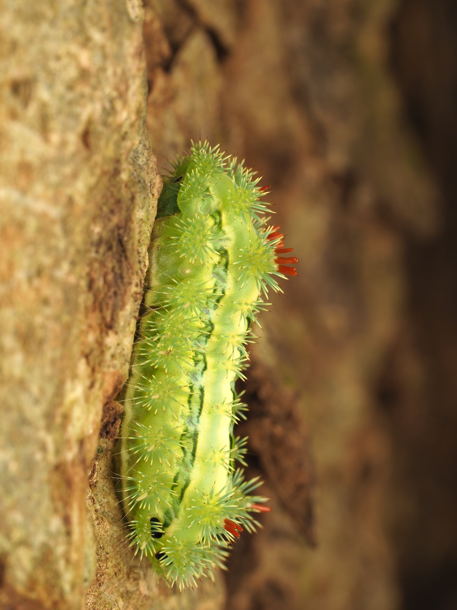 Parasa lepida