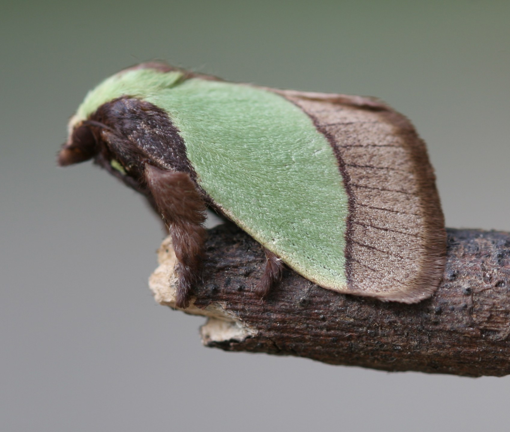 Parasa lepida
