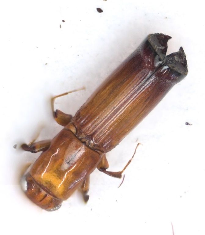 Dinoplatypus cavus