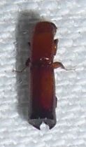 Dinoplatypus cavus