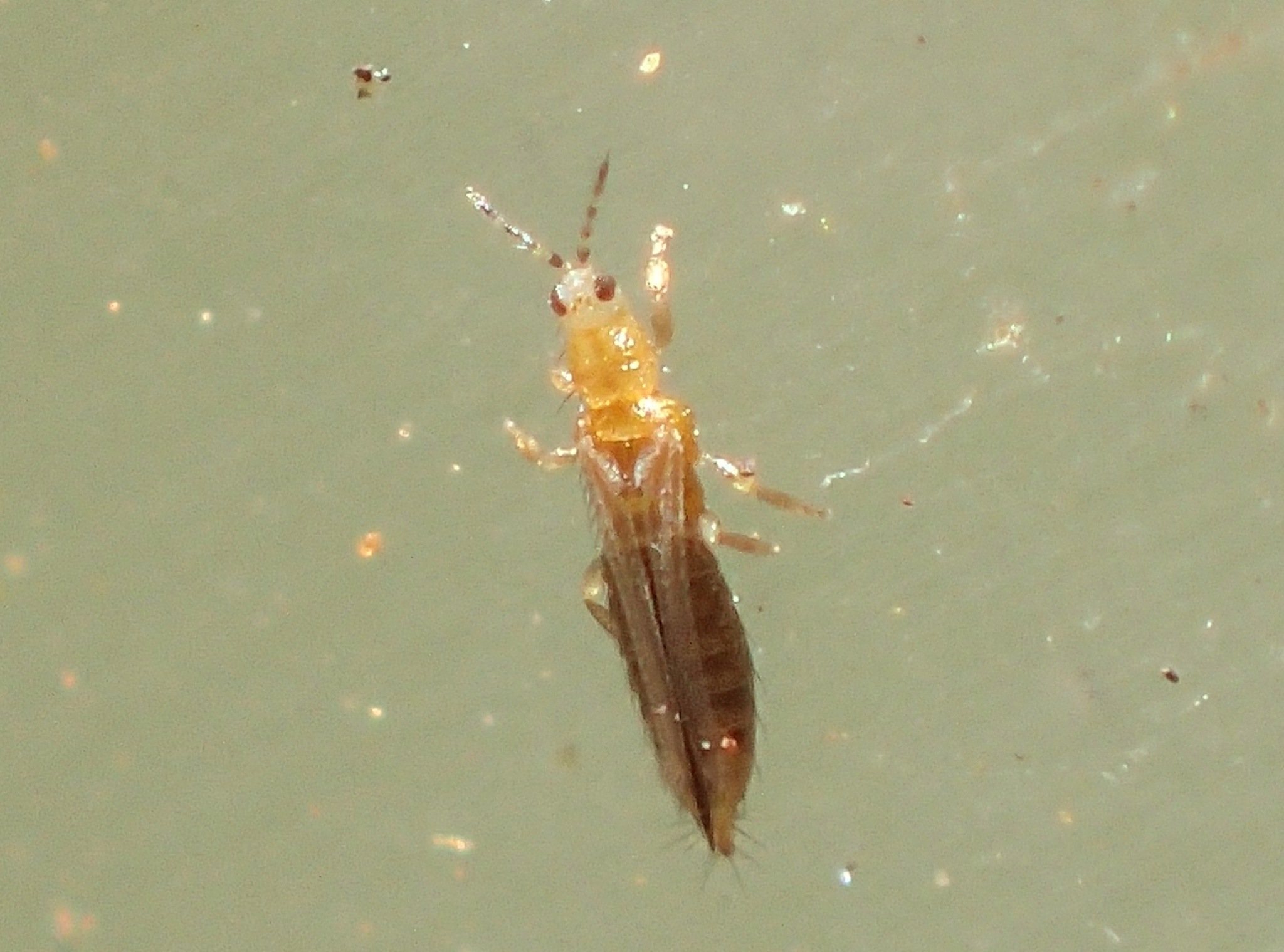 Frankliniella occidentalis
