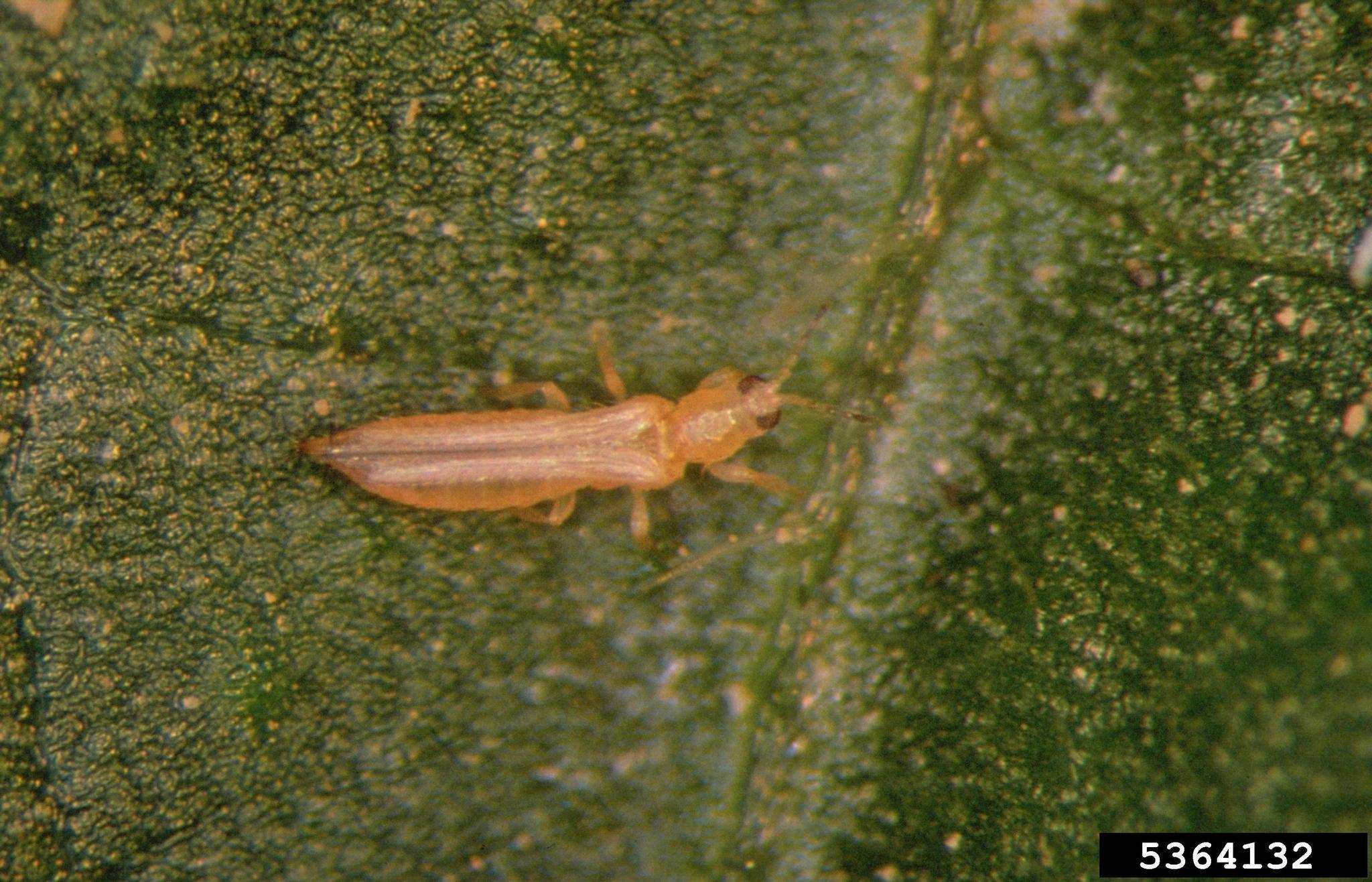 Frankliniella occidentalis