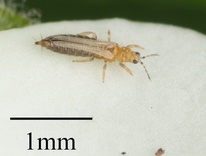 Frankliniella occidentalis
