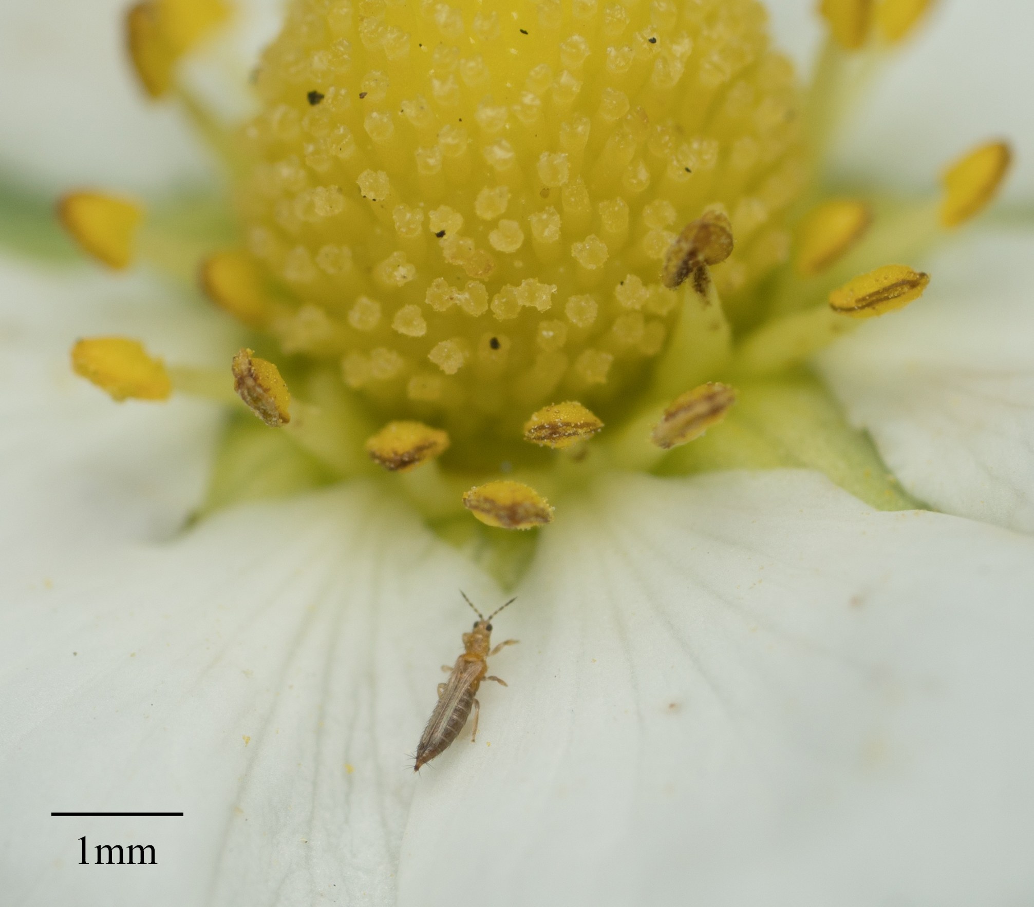 Frankliniella occidentalis