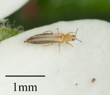 Frankliniella occidentalis