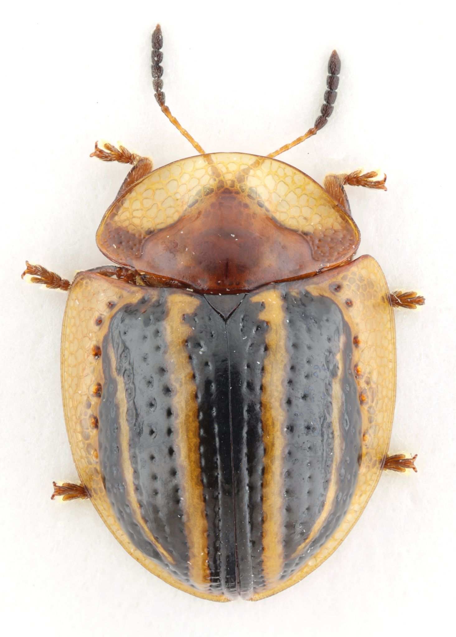 Agroiconota propinqua