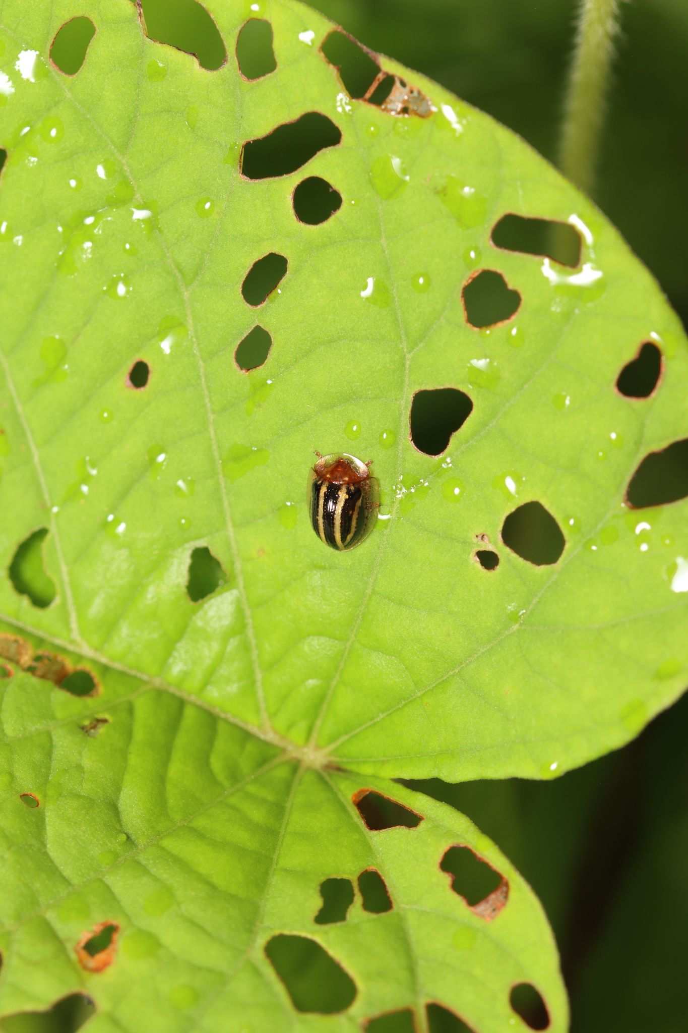 Agroiconota propinqua