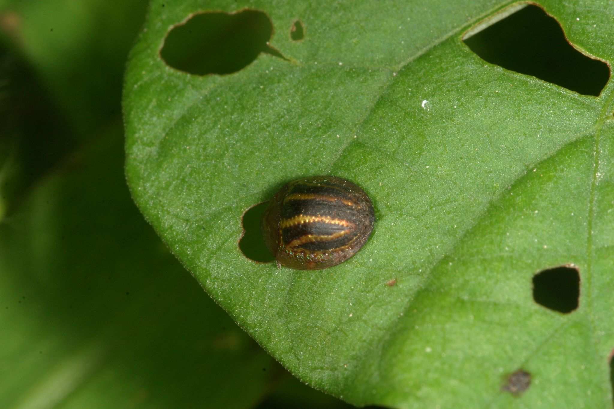 Agroiconota propinqua
