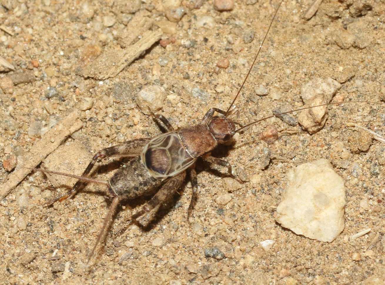 Hoplosphyrum