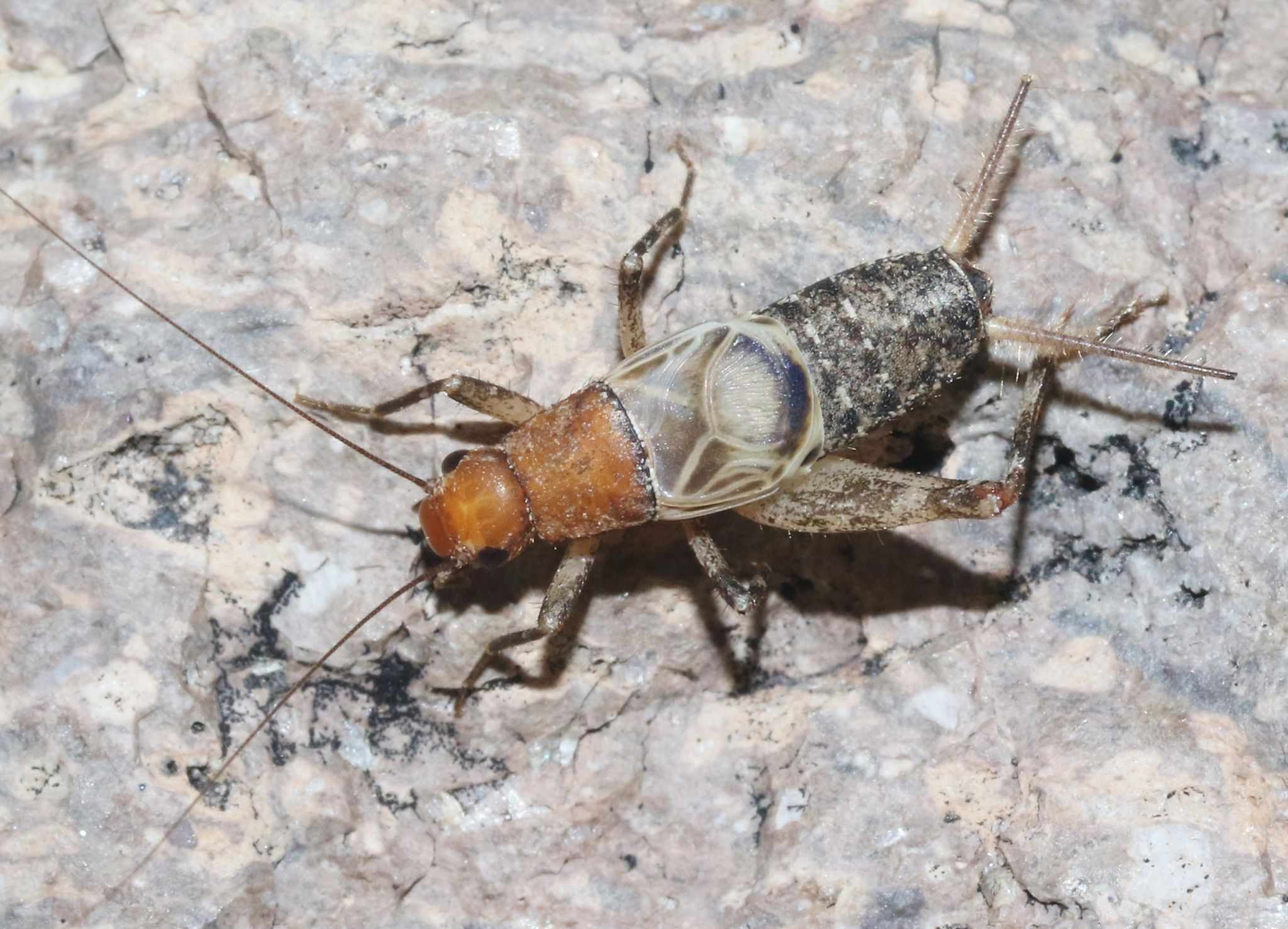 Hoplosphyrum