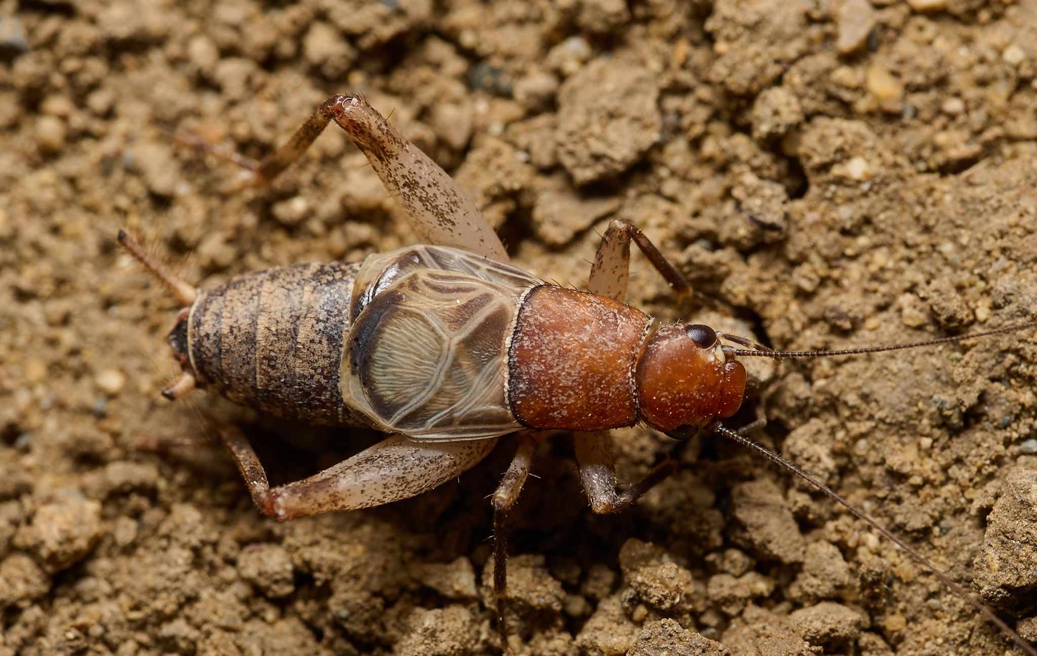 Hoplosphyrum
