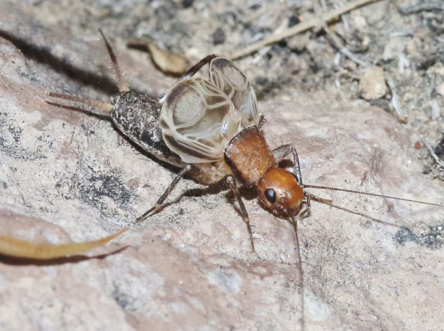 Hoplosphyrum