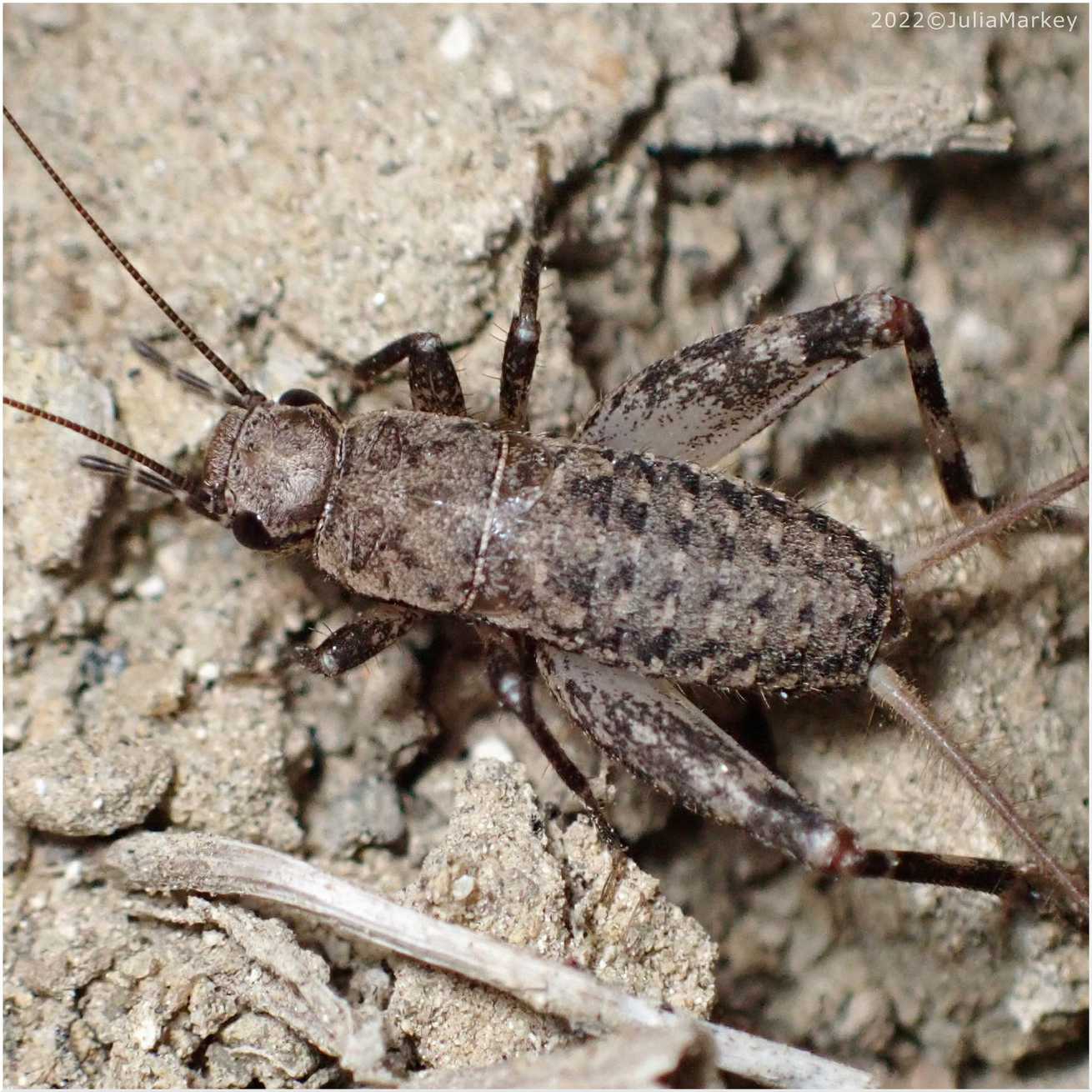 Hoplosphyrum