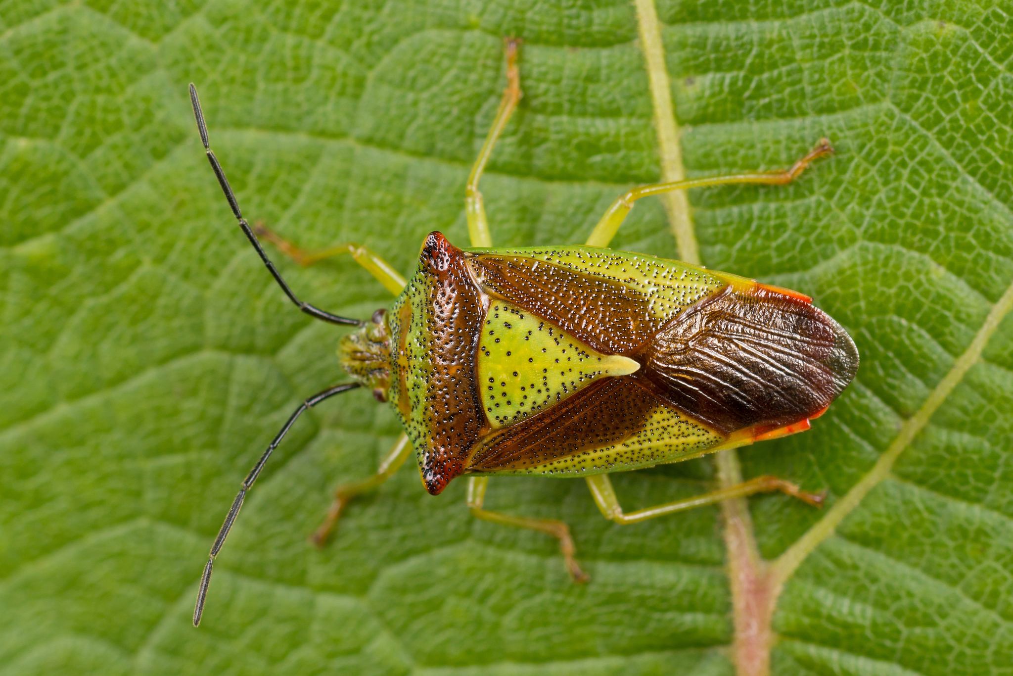 Acanthosoma haemorrhoidale