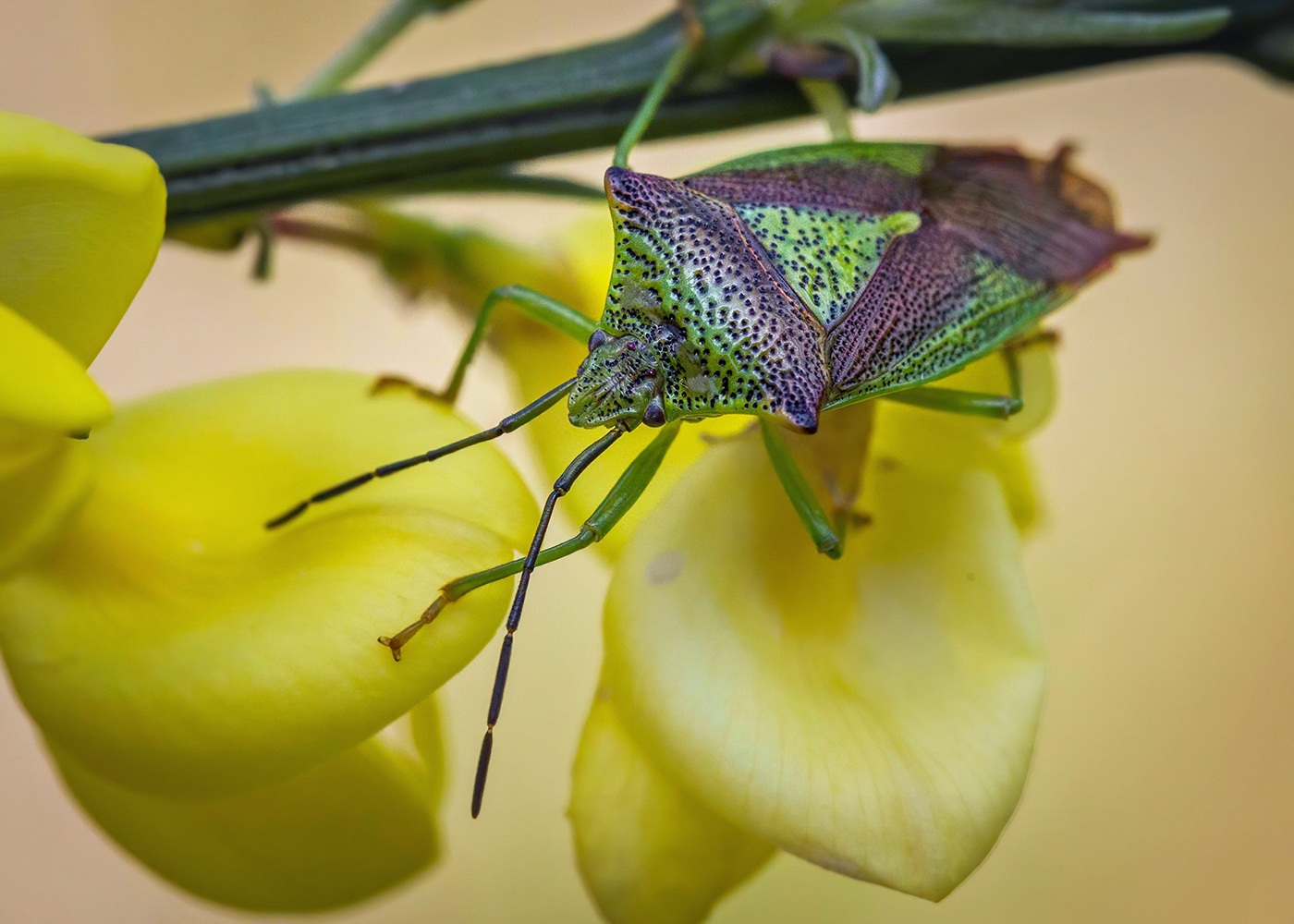 Acanthosoma haemorrhoidale