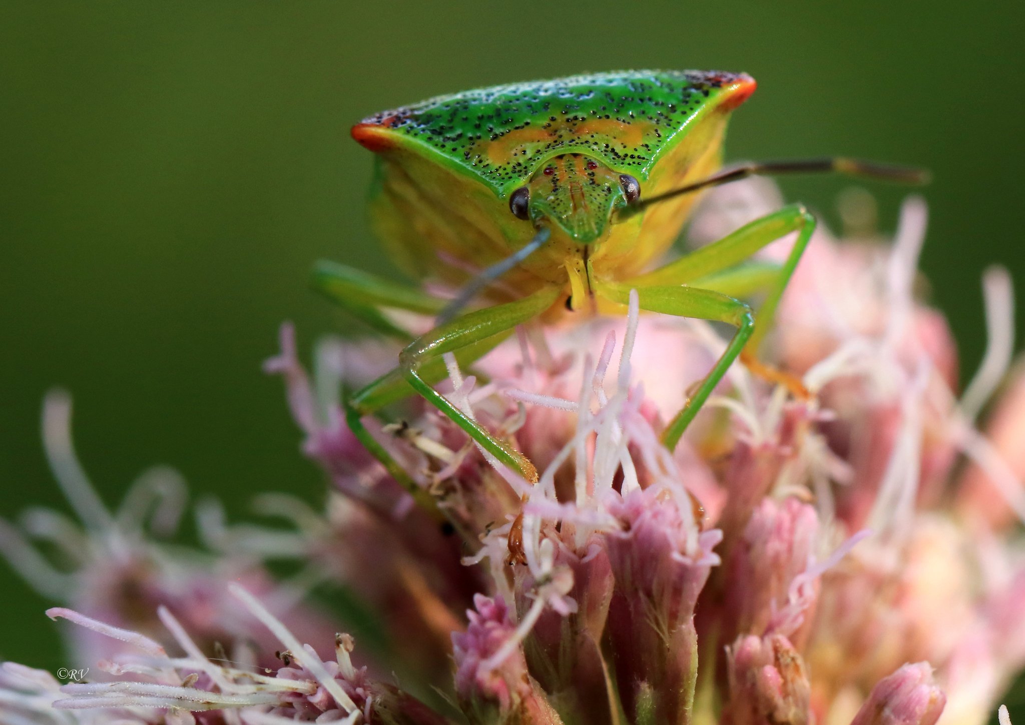 Acanthosoma haemorrhoidale