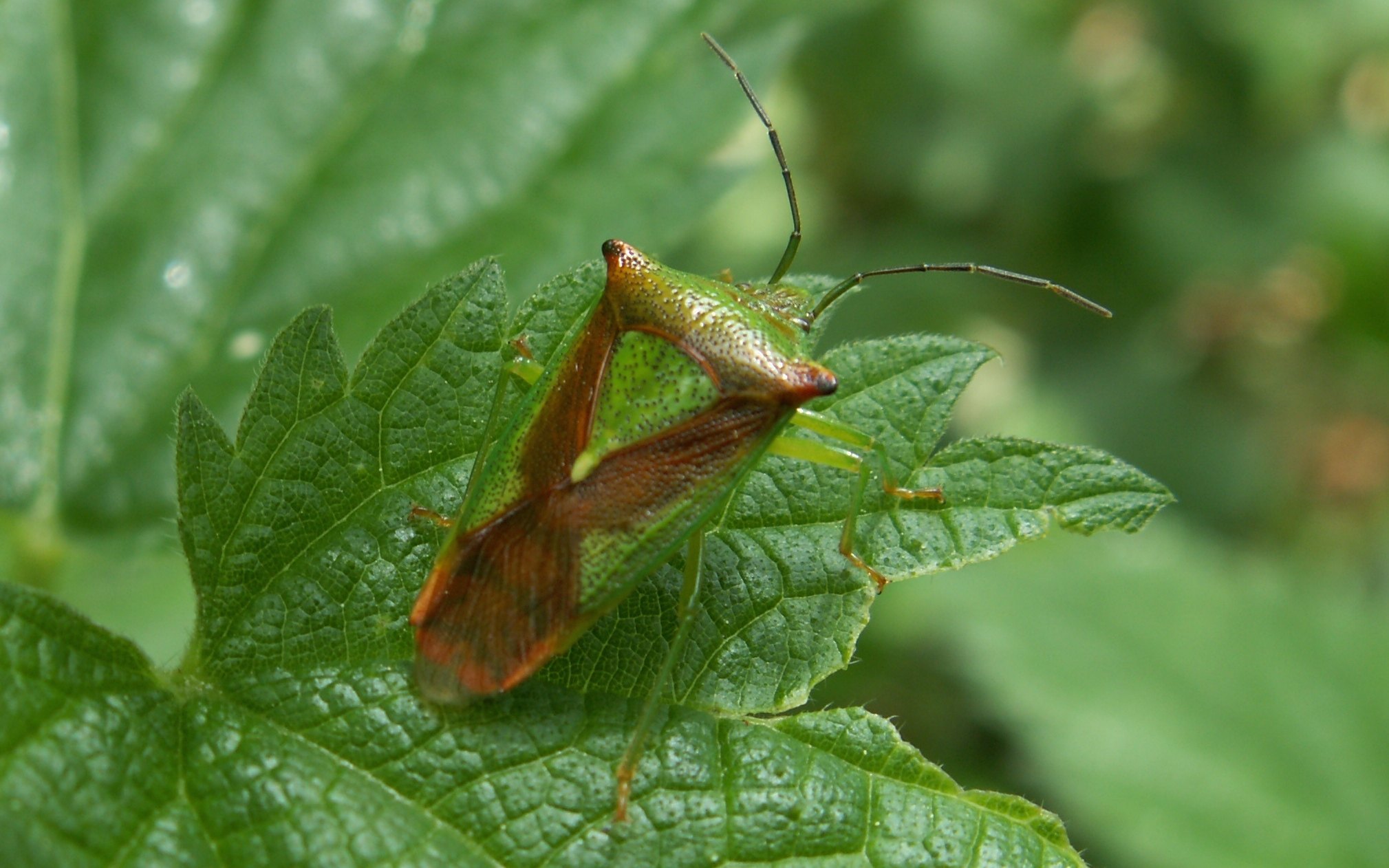 Acanthosoma haemorrhoidale