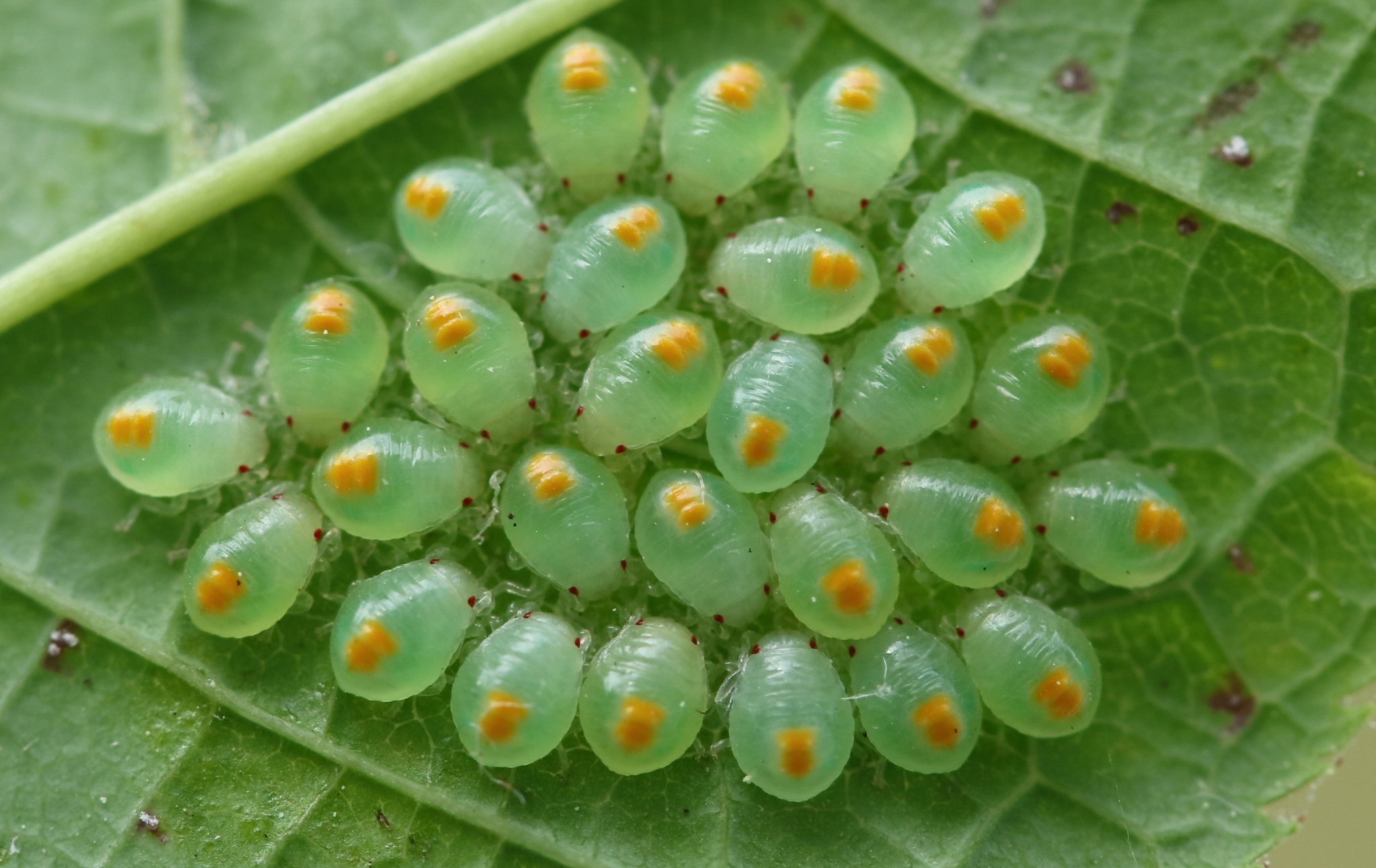 Acanthosoma haemorrhoidale