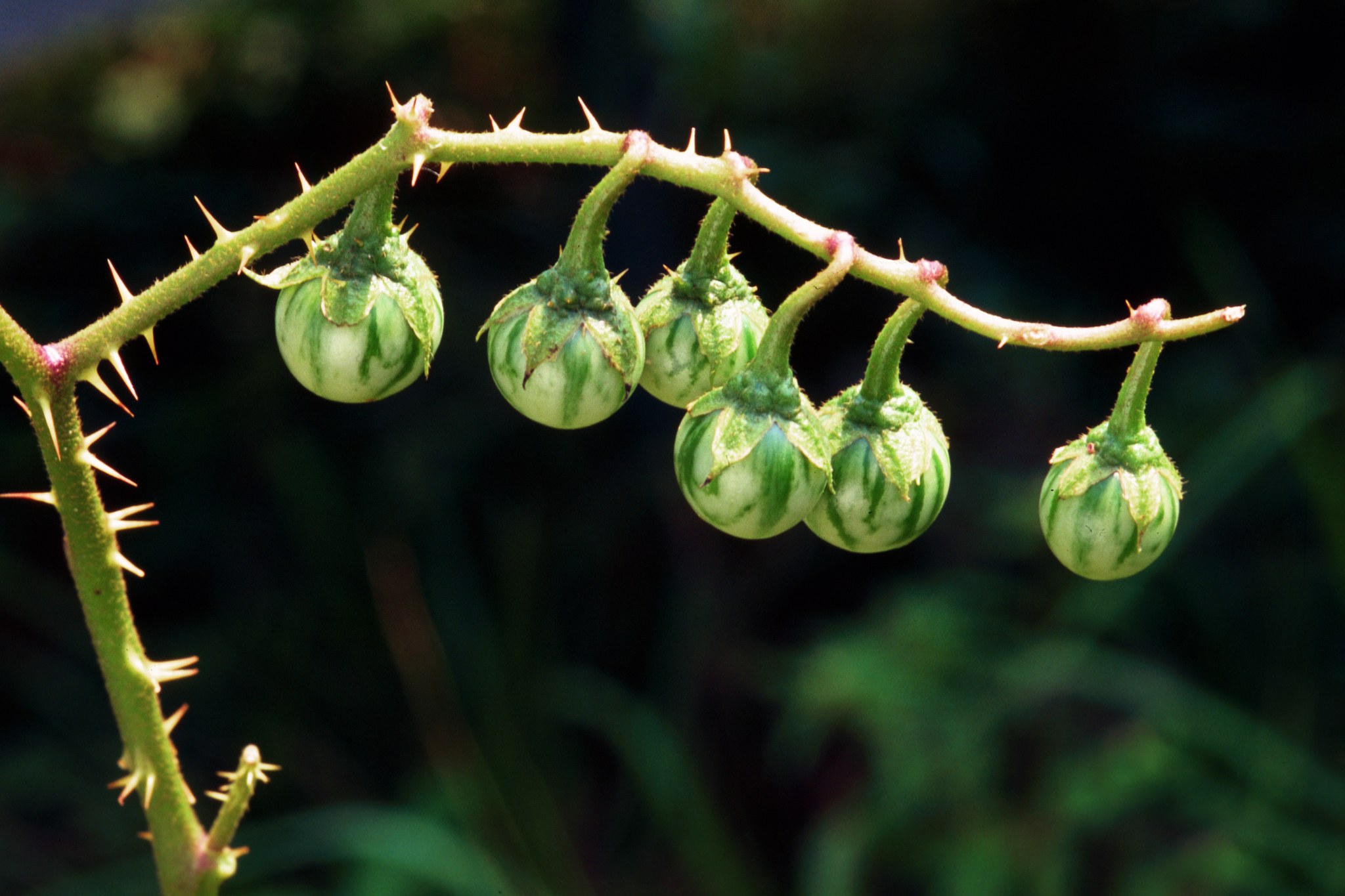 Solanum carolinense