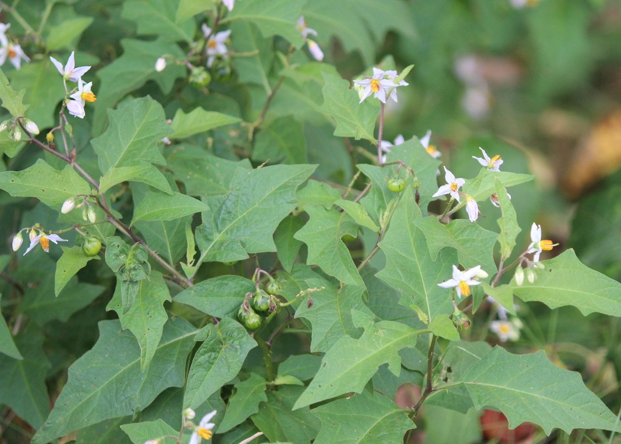 Solanum carolinense